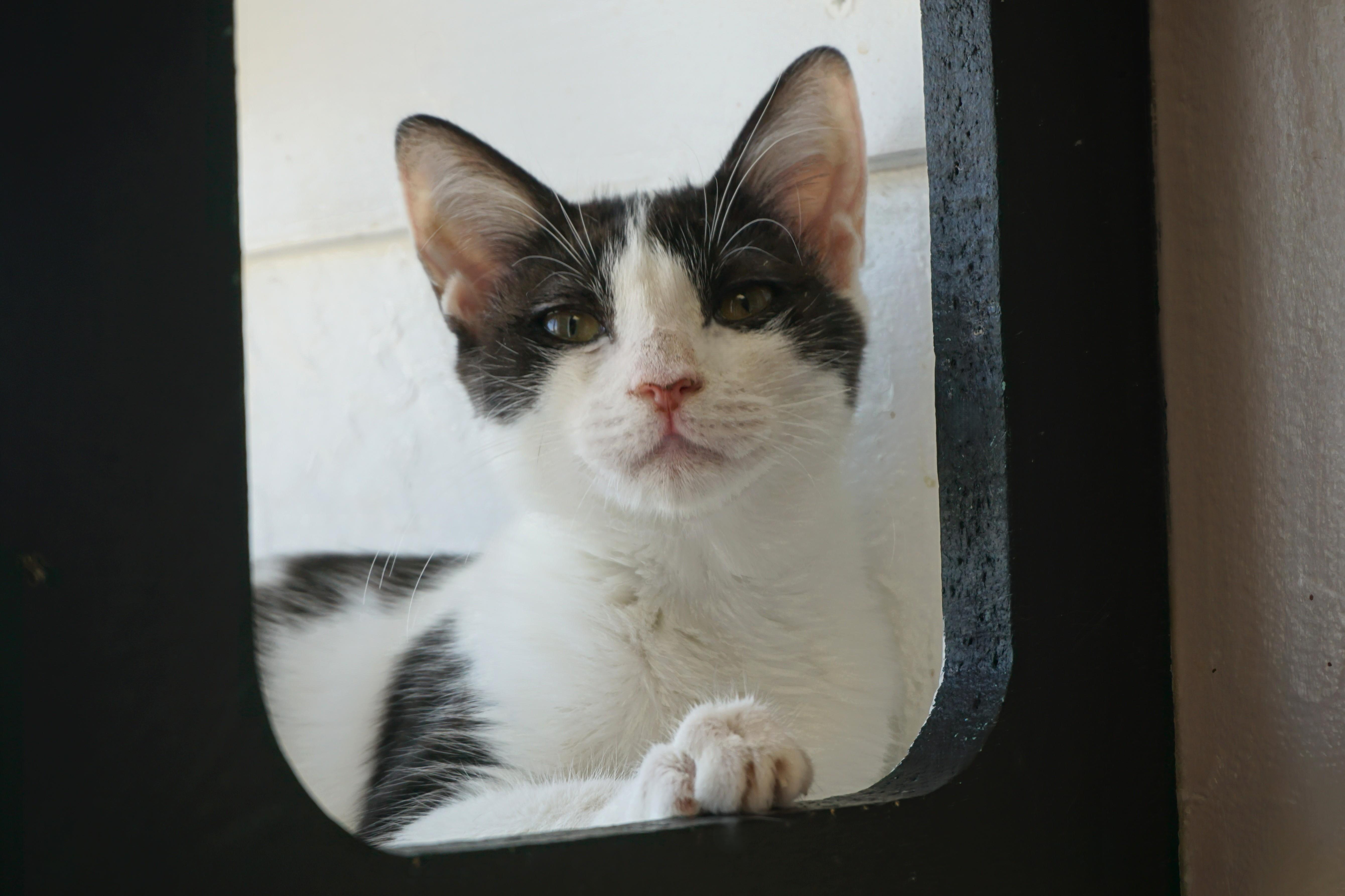 Enlarge Vega, a Adoptable Domestic Short Hair in Fountain Hills, AZ image 5/6