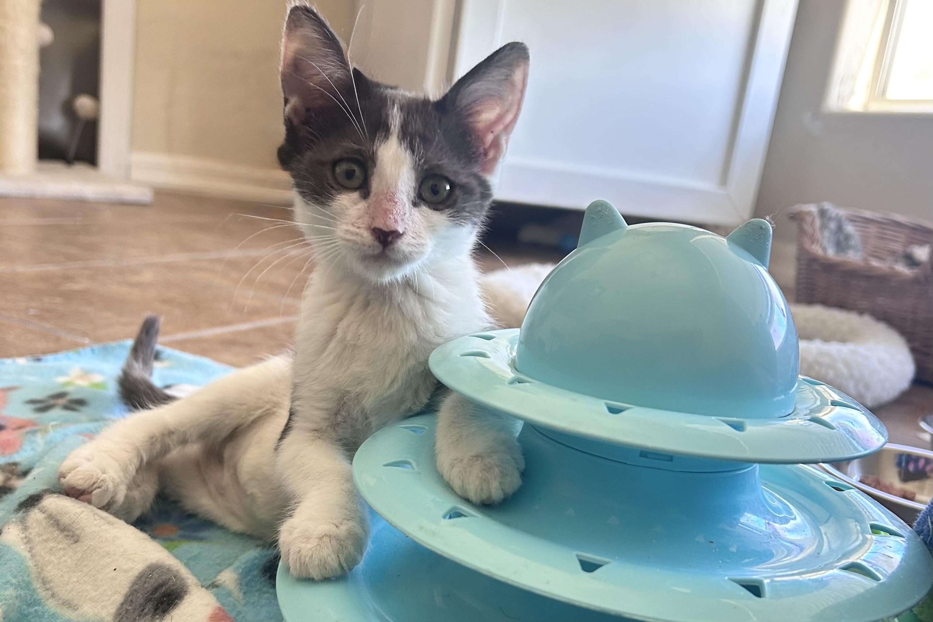 Enlarge Vega, a ADOPTABLE Domestic Short Hair in Fountain Hills, AZ image 3/4