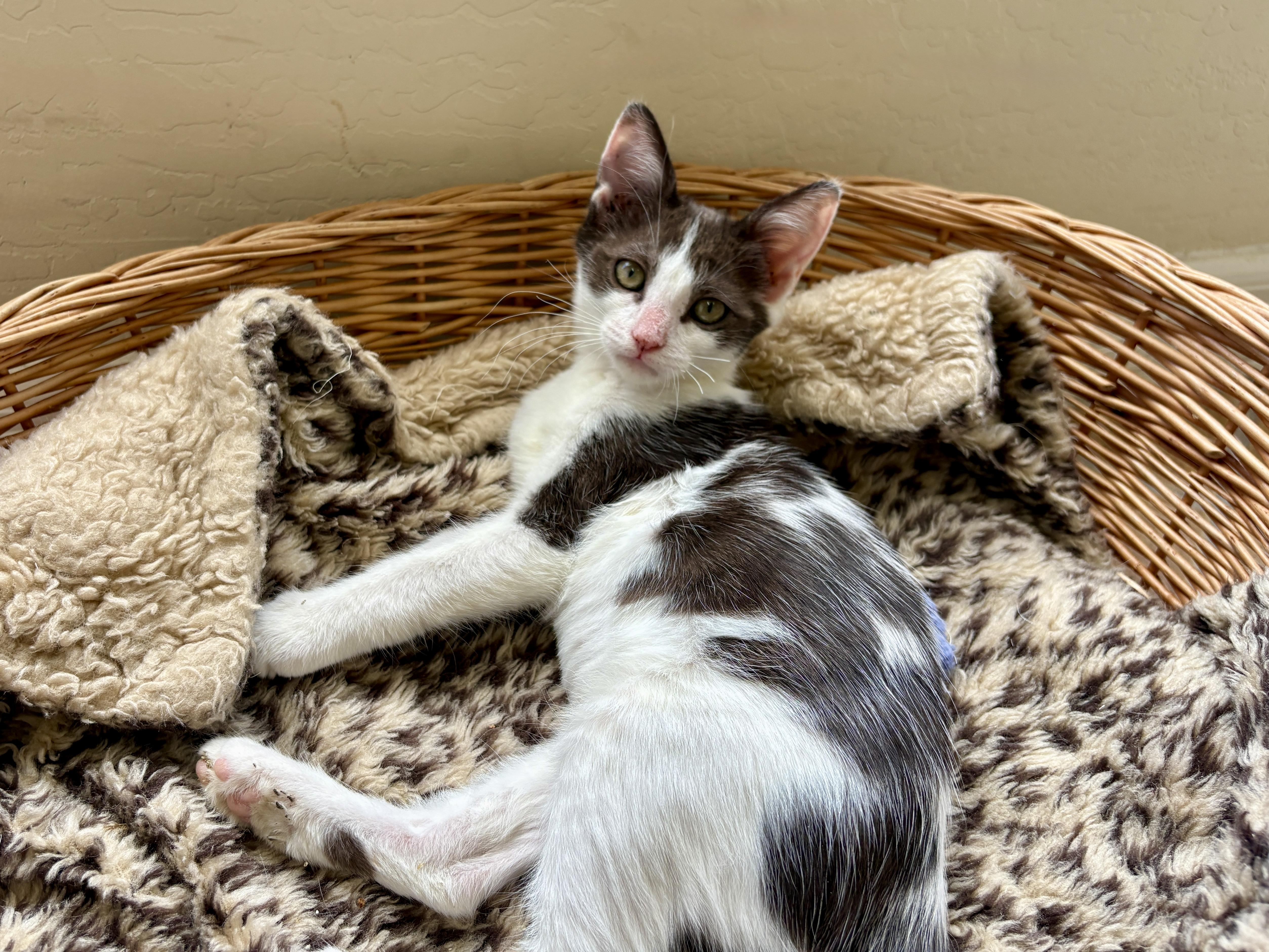 Enlarge Vega, a ADOPTABLE Domestic Short Hair in Fountain Hills, AZ image 4/4