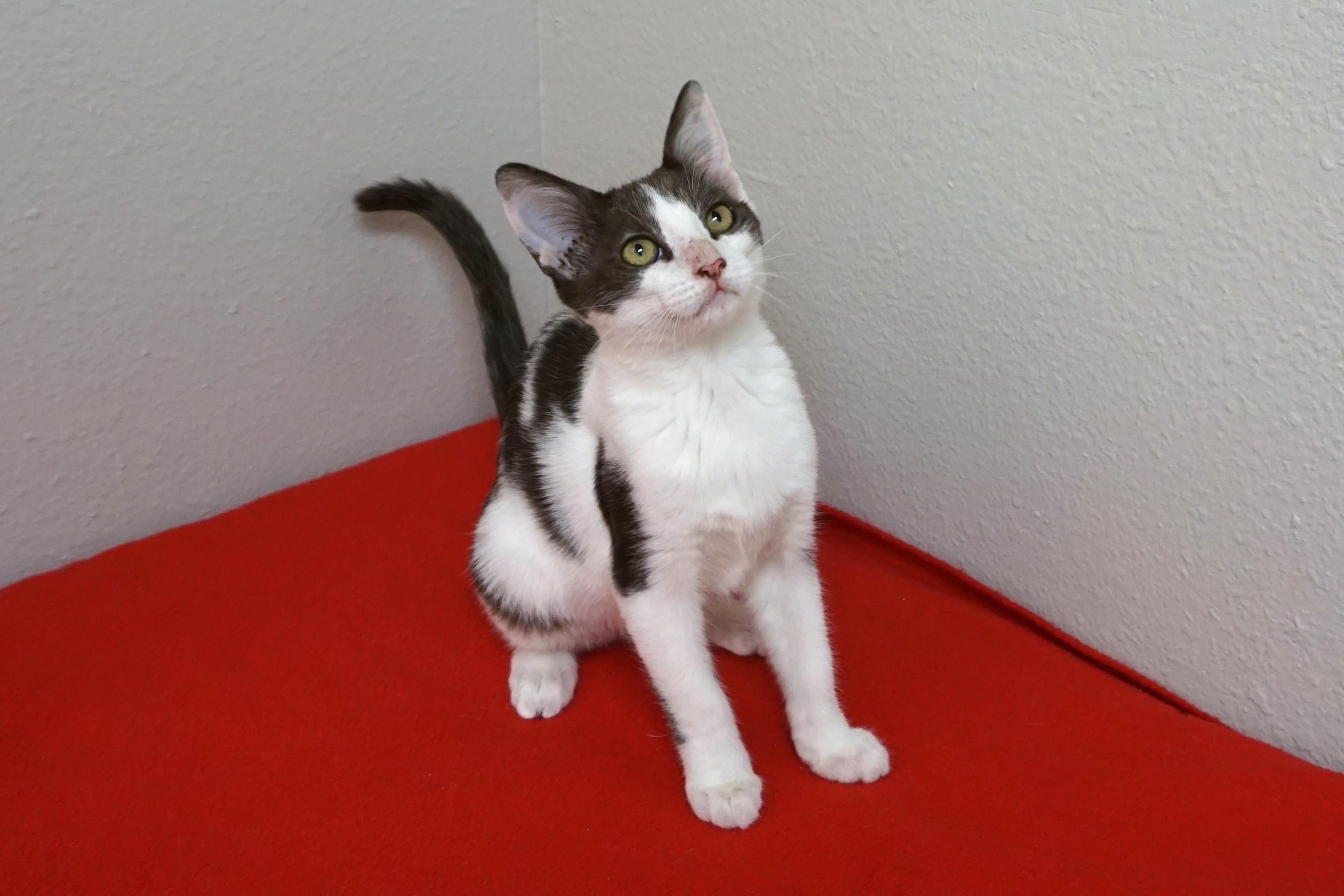 Enlarge Vega, a ADOPTABLE Domestic Short Hair in Fountain Hills, AZ image 1/4