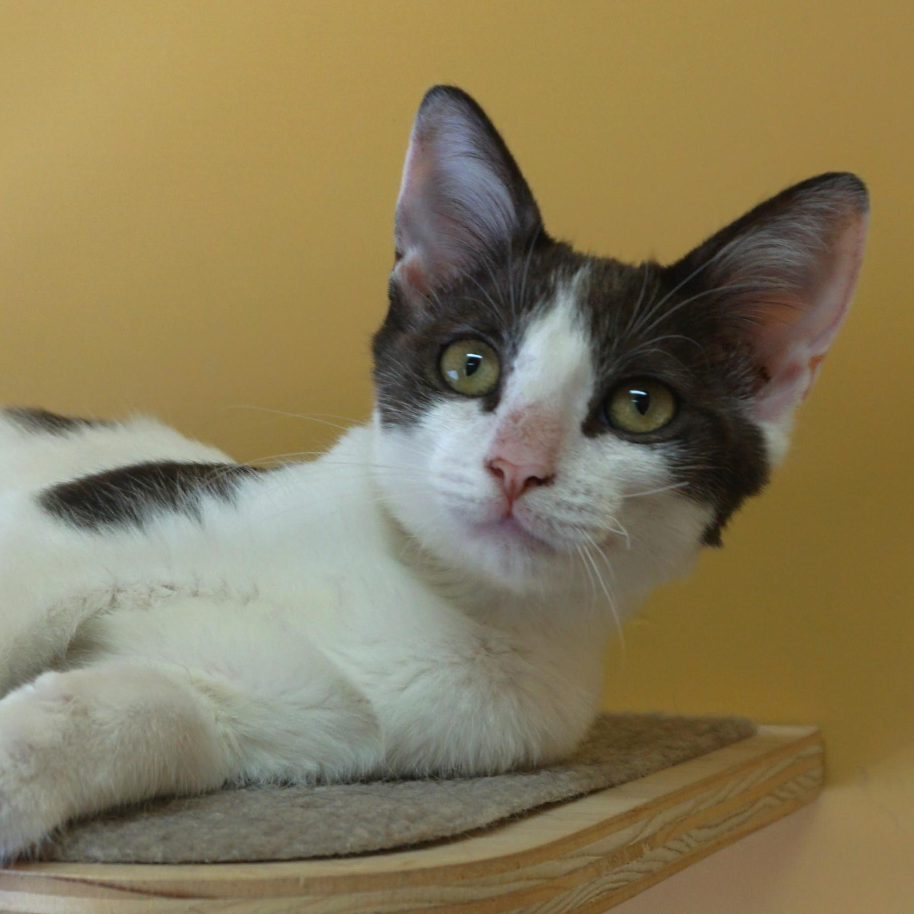 Enlarge Vega, a ADOPTABLE Domestic Short Hair in Fountain Hills, AZ image 1/6