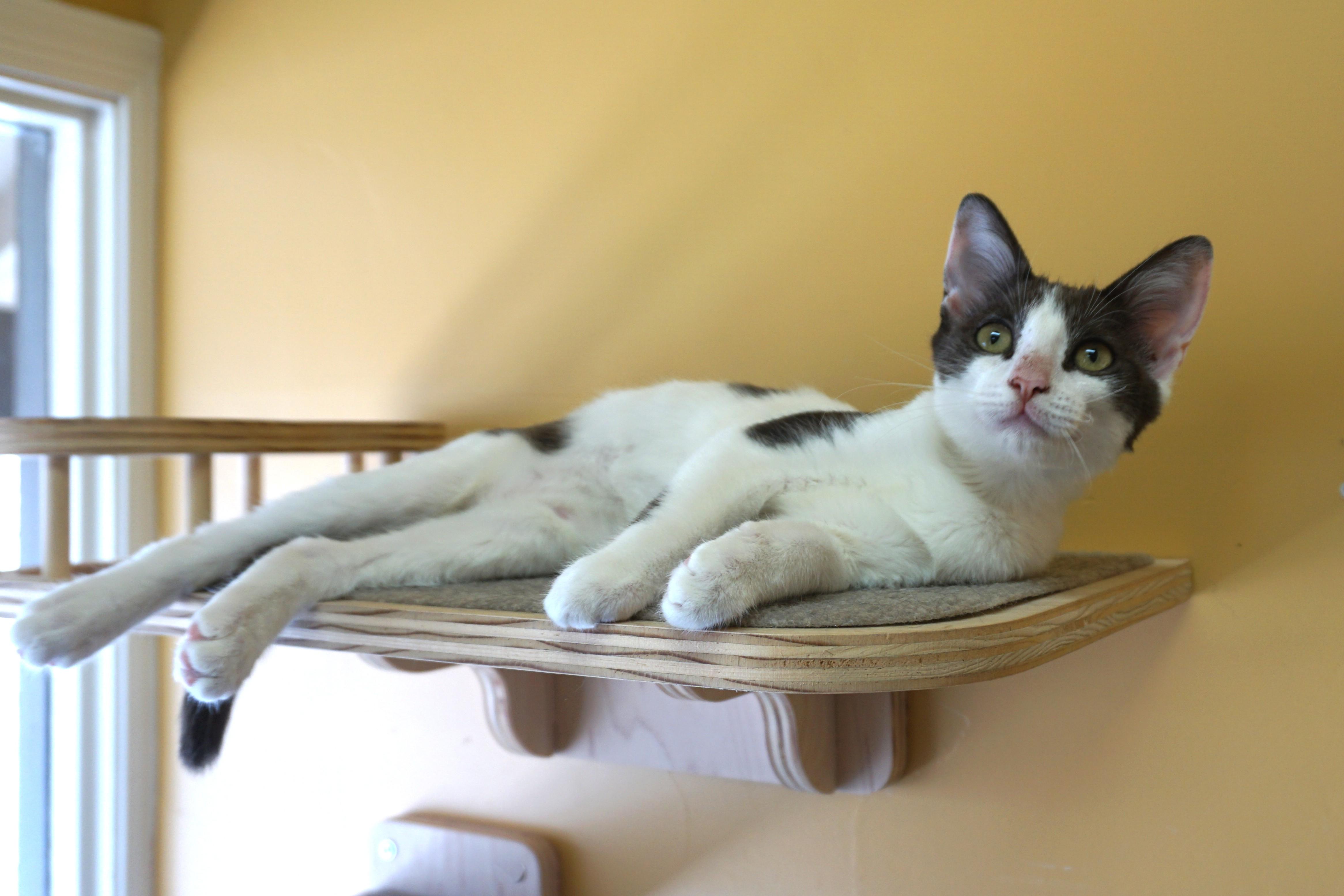 Enlarge Vega, a ADOPTABLE Domestic Short Hair in Fountain Hills, AZ image 2/6