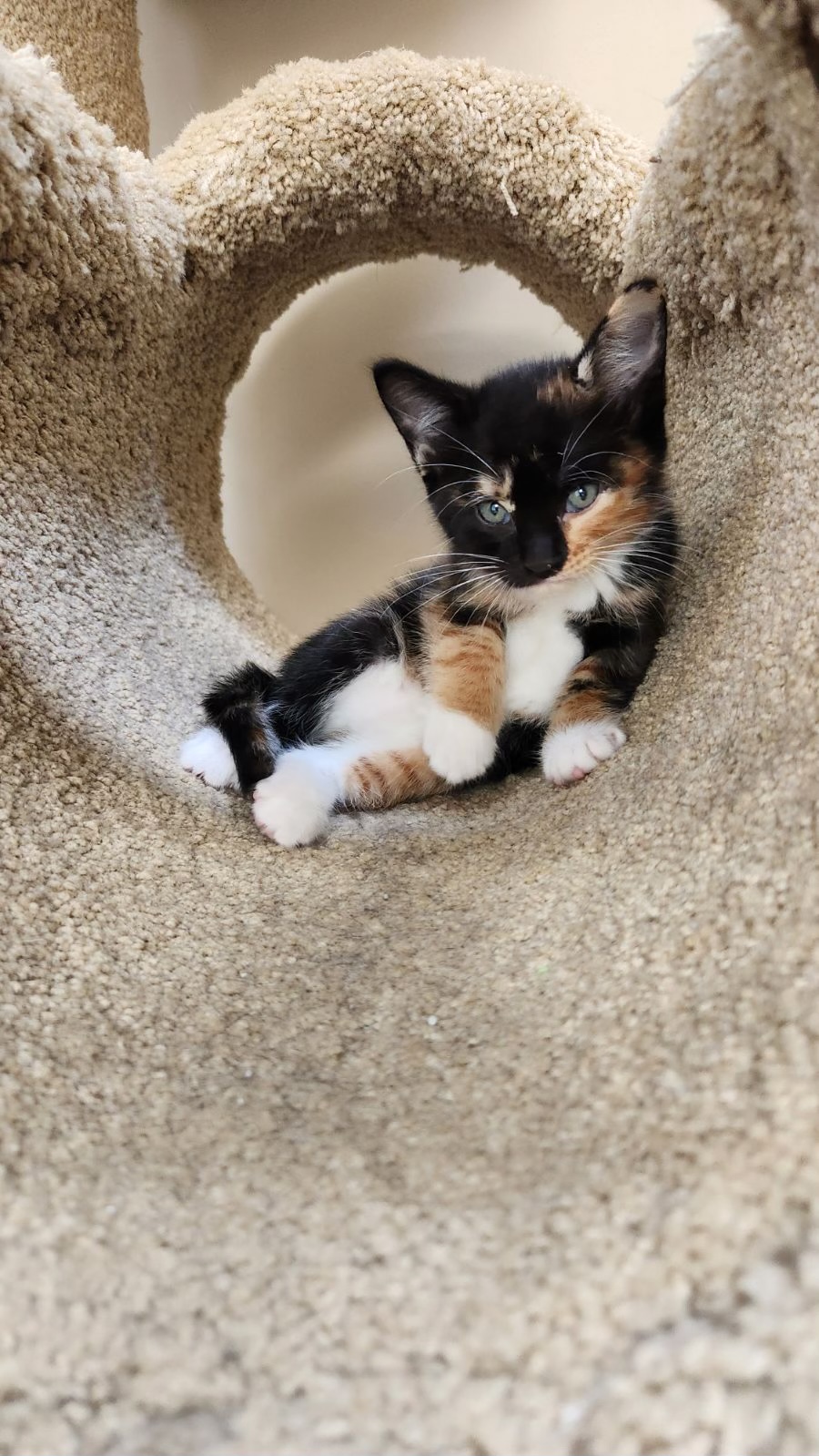 Leia
