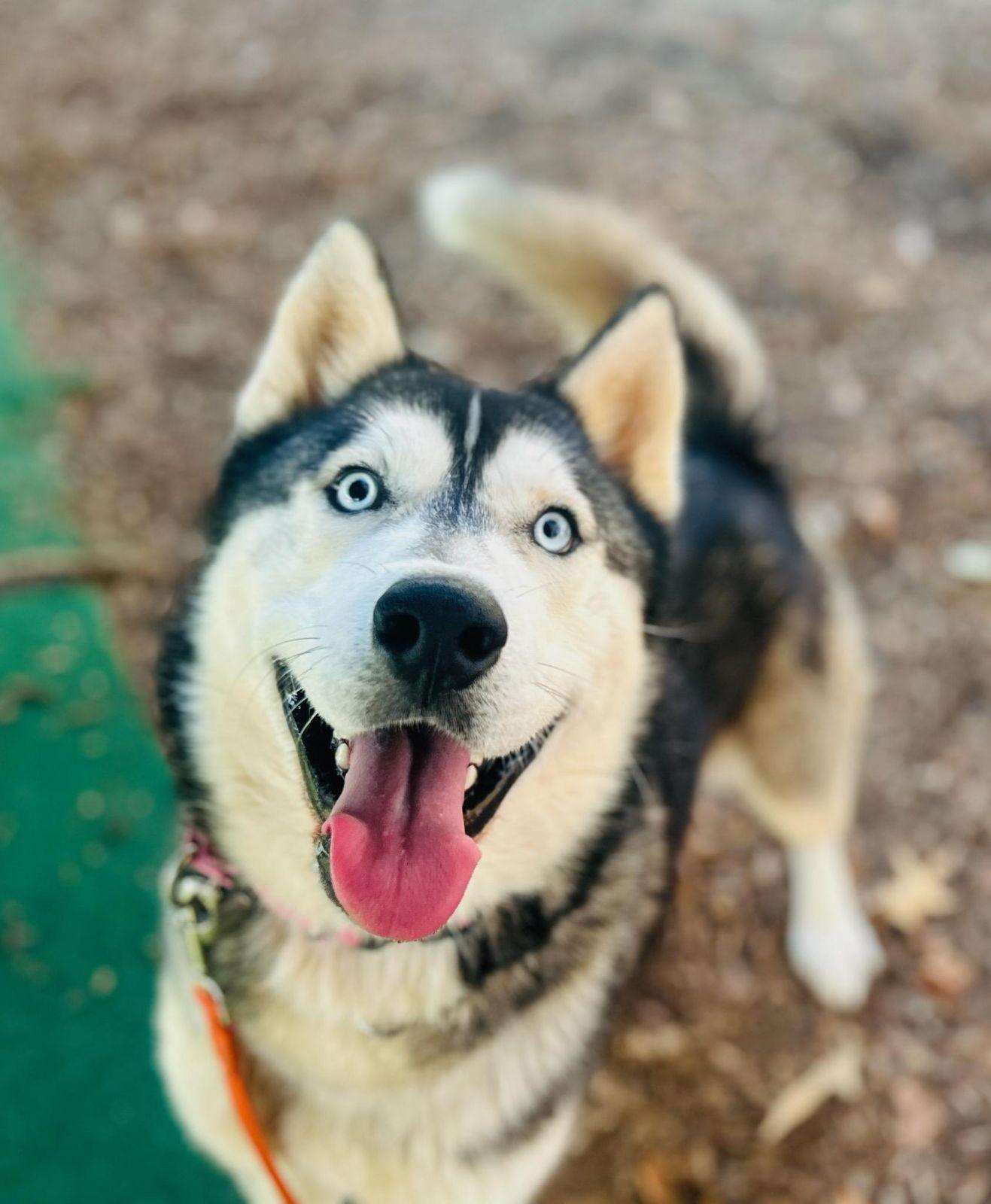 Rocky, Adoptable, Young Male Siberian Husky.