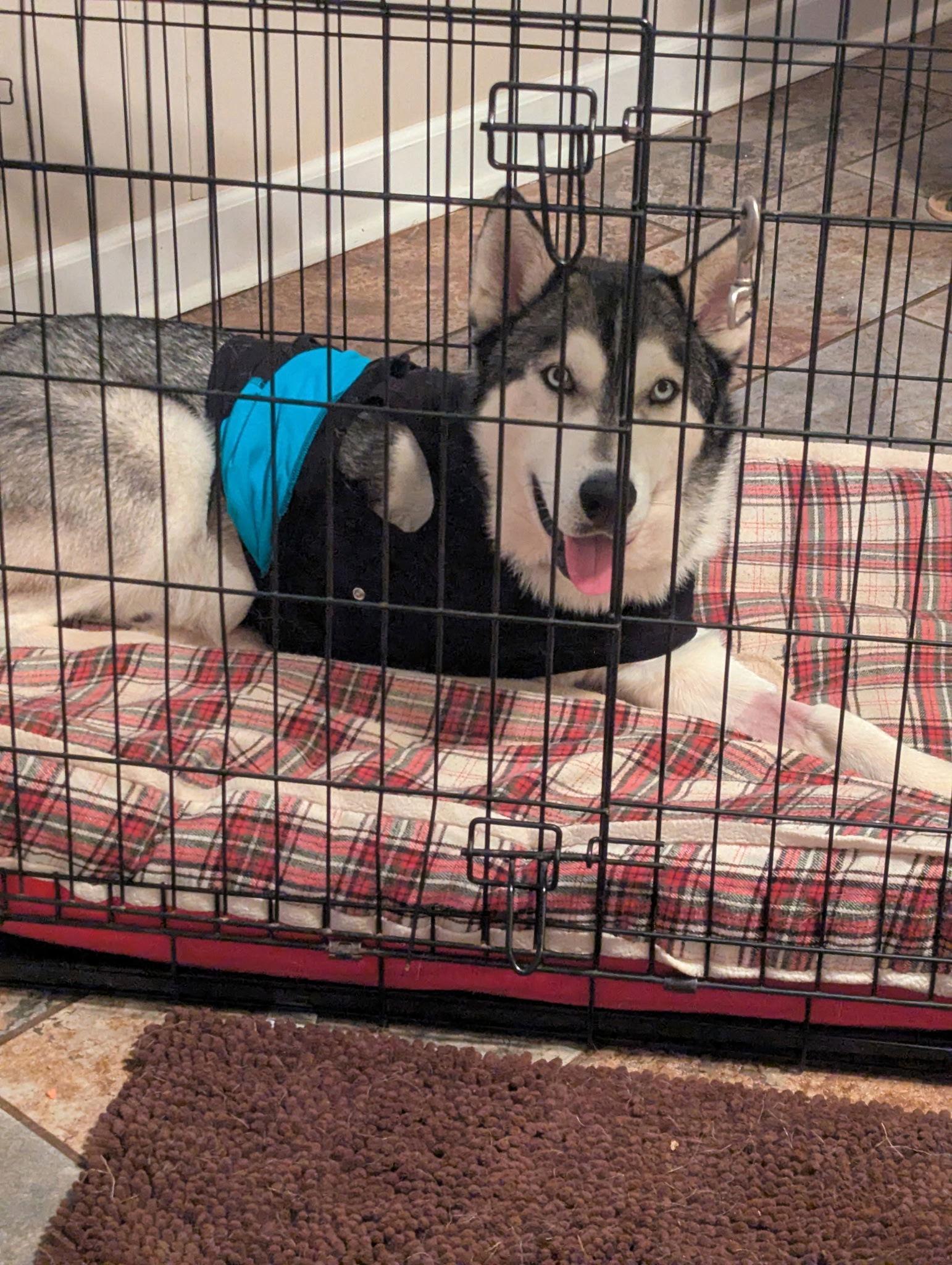 Rocky, a Adoptable Siberian Husky in Cumming, GA image 2/2