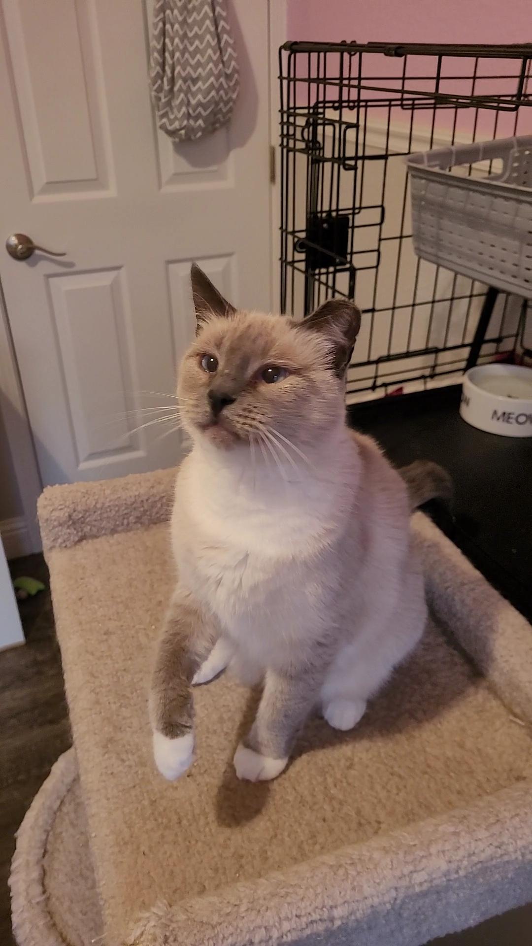 Enlarge LAILA, a Adoptable Siamese in Escalon, CA image 2/6
