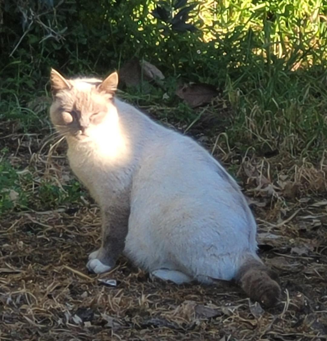 Enlarge LAILA, a Adoptable Siamese in Escalon, CA image 6/6