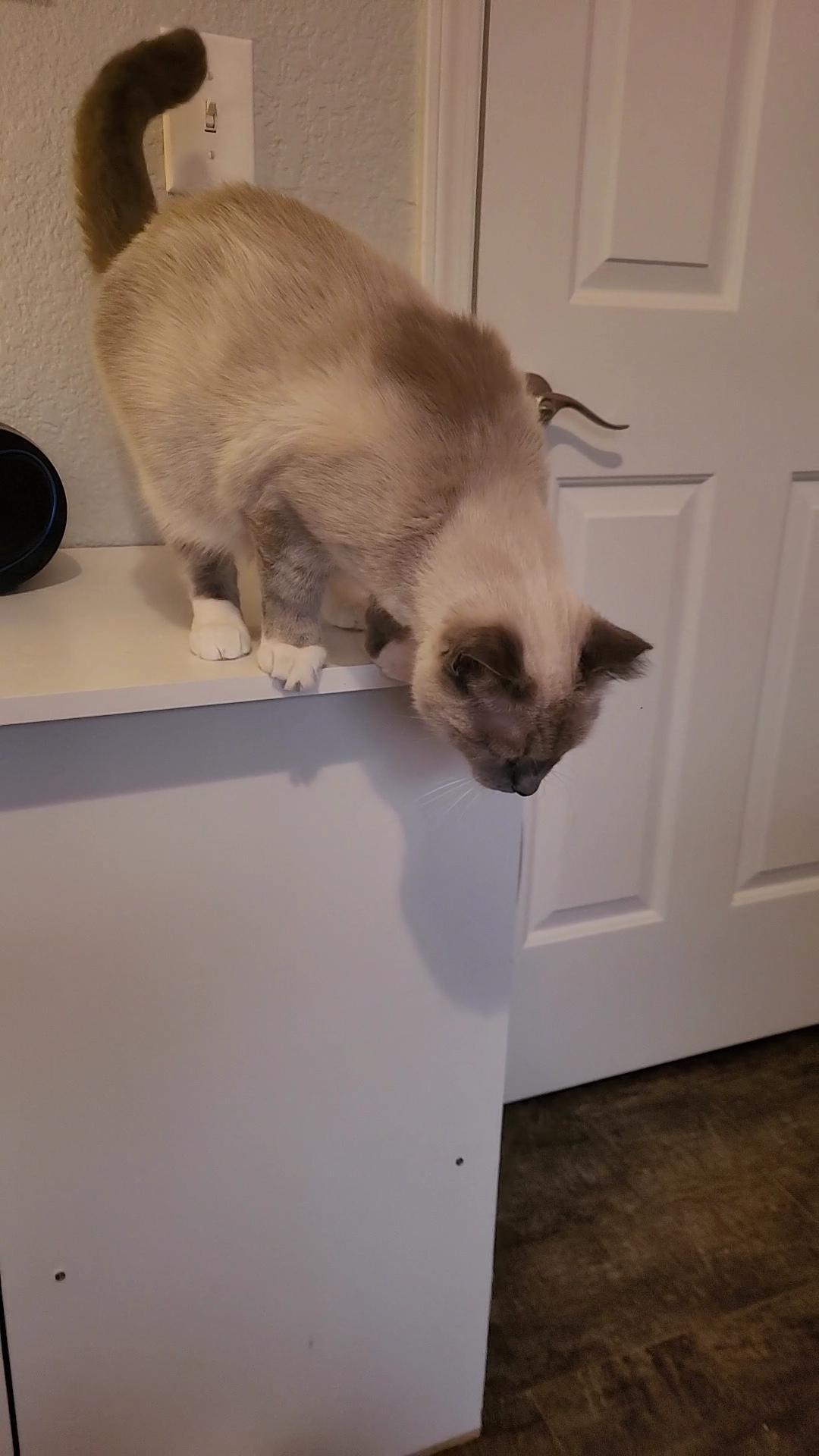 Enlarge LAILA, a Adoptable Siamese in Escalon, CA image 3/6