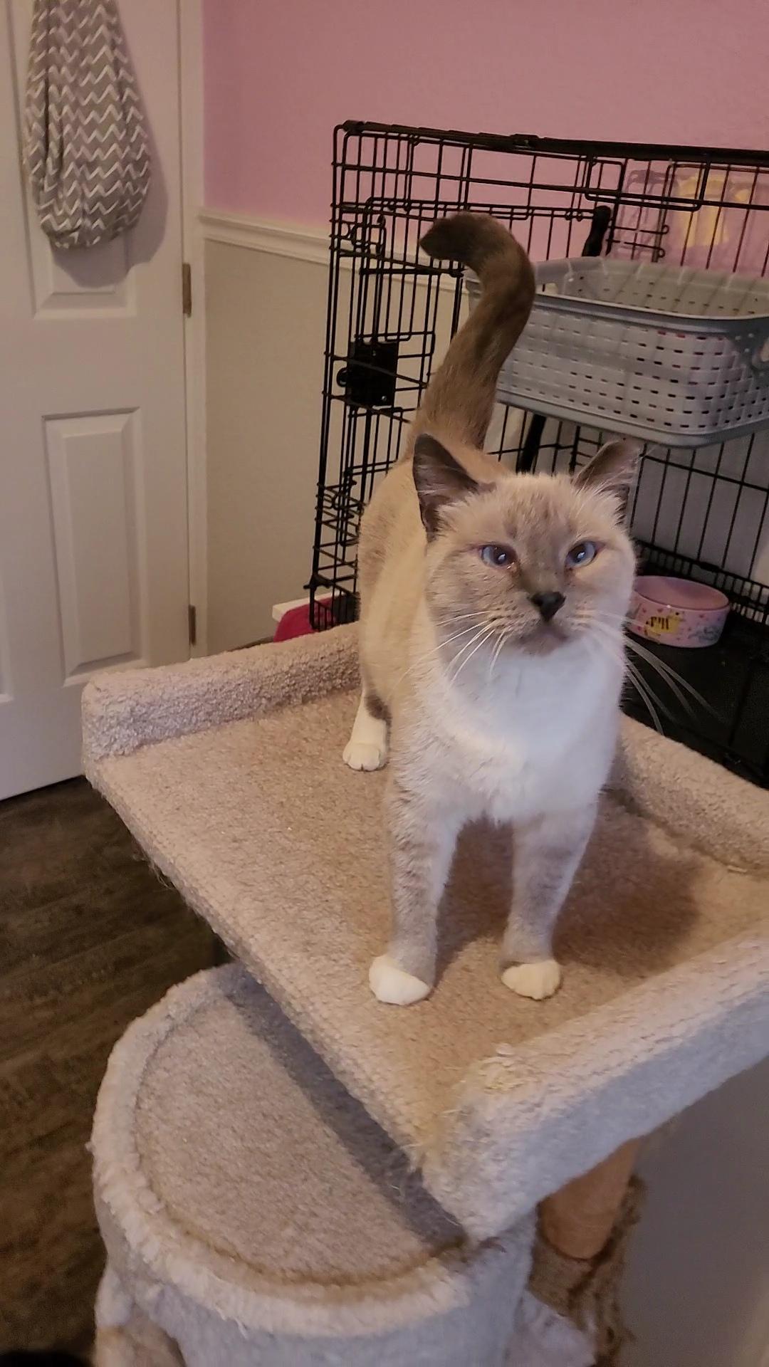 Enlarge LAILA, a Adoptable Siamese in Escalon, CA image 5/6