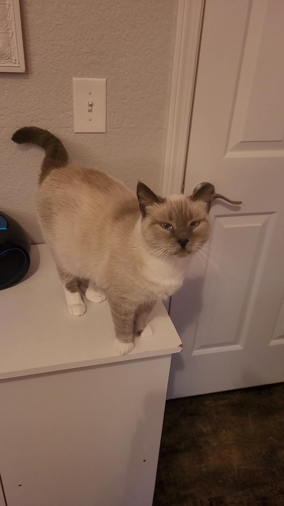 Enlarge LAILA, a Adoptable Siamese in Escalon, CA image 4/6