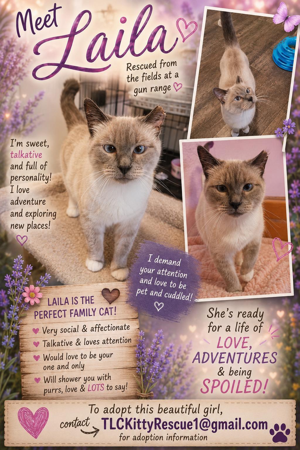 Enlarge LAILA, a Adoptable Siamese in Escalon, CA image 1/6