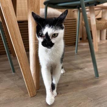 Enlarge Dominique, a Adoptable Domestic Short Hair in Tustin, CA image 1/5