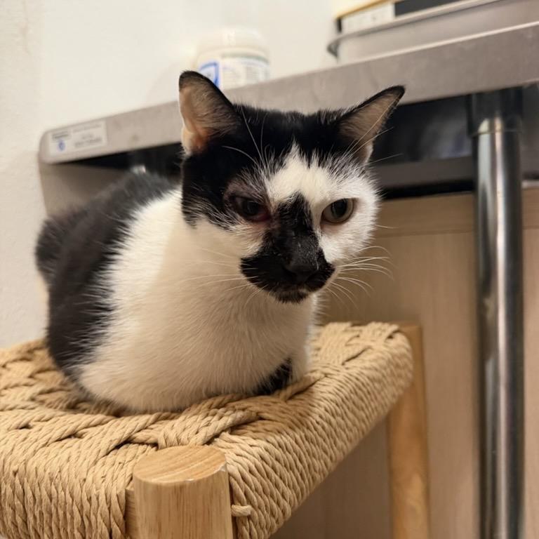 Enlarge Dominique, a Adoptable Domestic Short Hair in Tustin, CA image 2/5