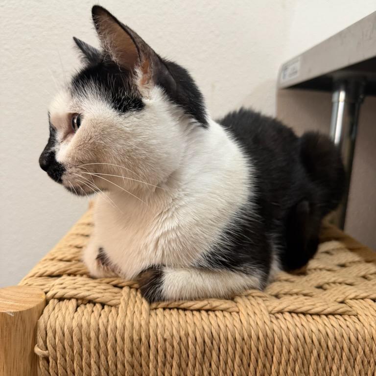 Enlarge Dominique, a Adoptable Domestic Short Hair in Tustin, CA image 3/5