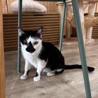 Enlarge Dominique, a Adoptable Domestic Short Hair in Tustin, CA image 4/5