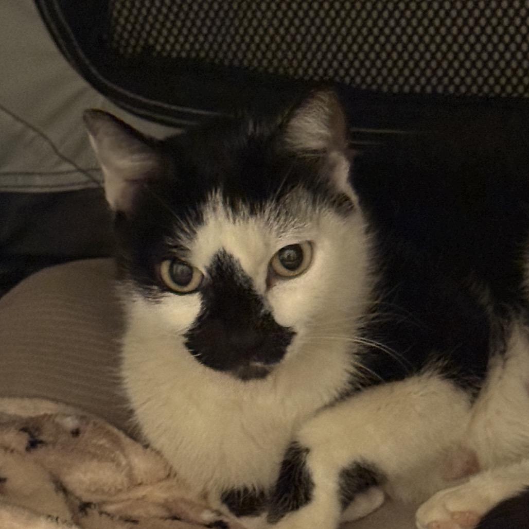 Enlarge Dominique, a Adoptable Domestic Short Hair in Tustin, CA image 5/5