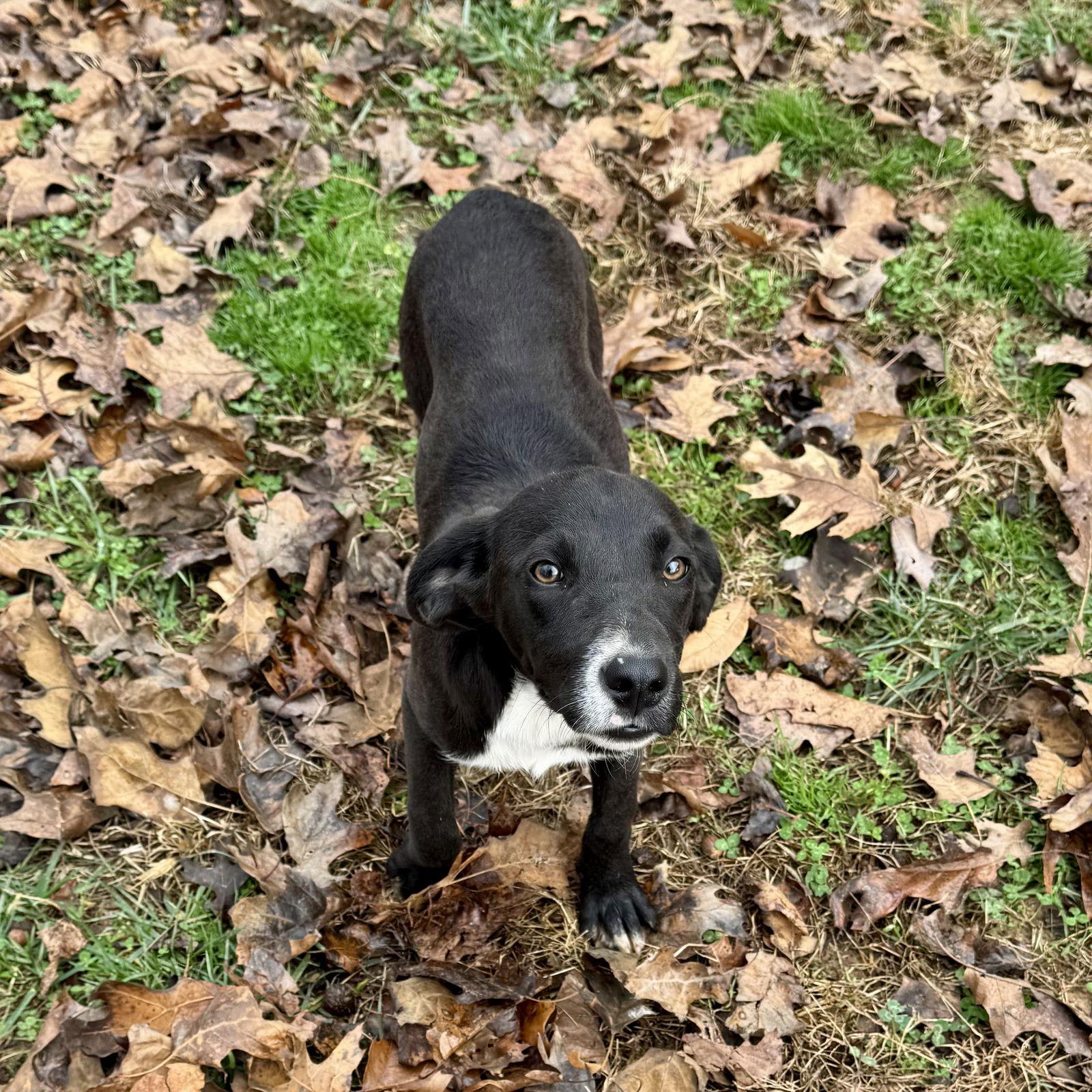 Enlarge Arrow, an adopted mixed breed in Sparta, TN image 1/3