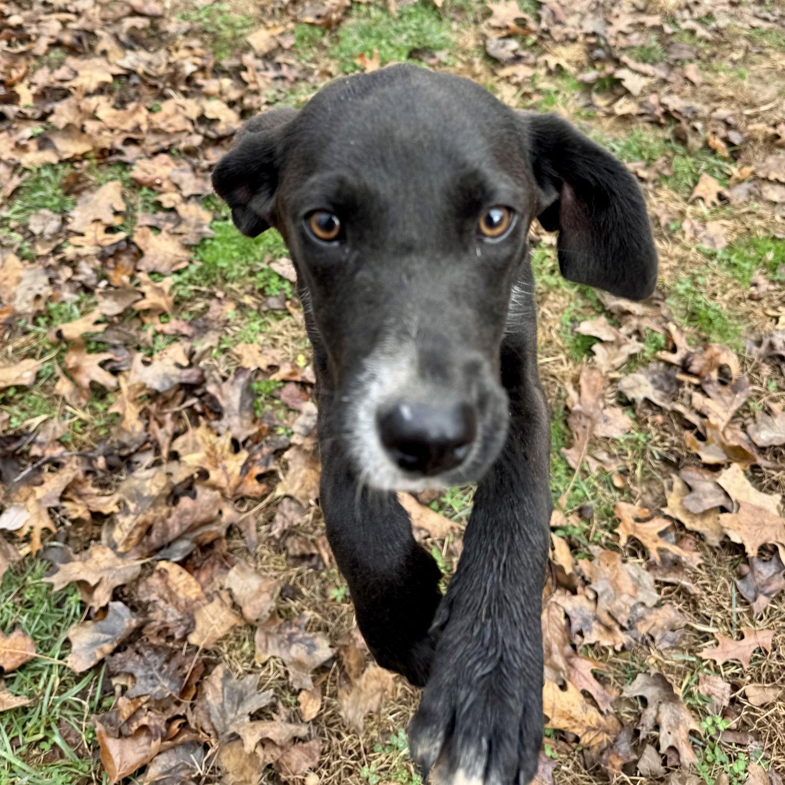 Enlarge Arrow, an adopted mixed breed in Sparta, TN image 2/3