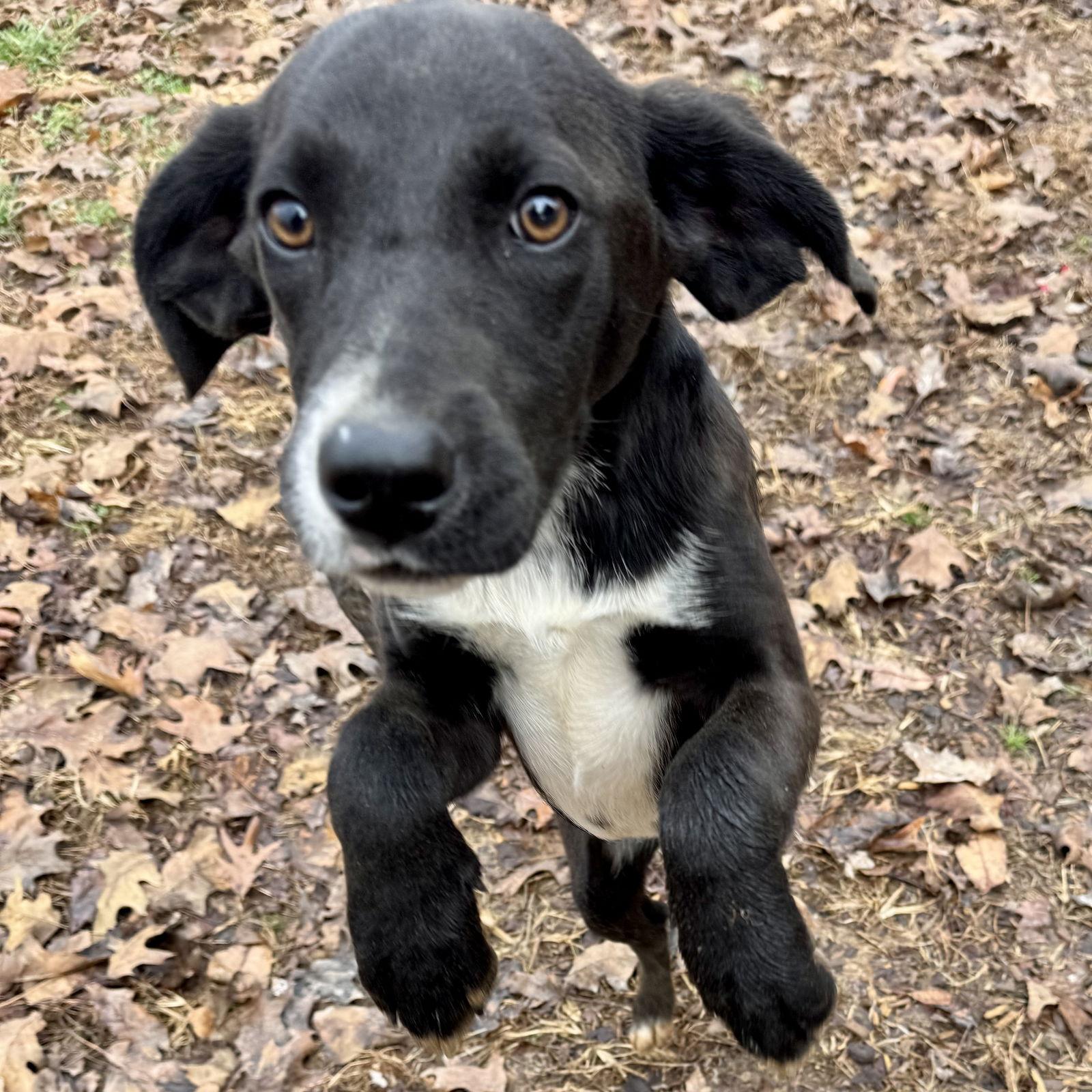 Enlarge Arrow, an adopted mixed breed in Sparta, TN image 3/3