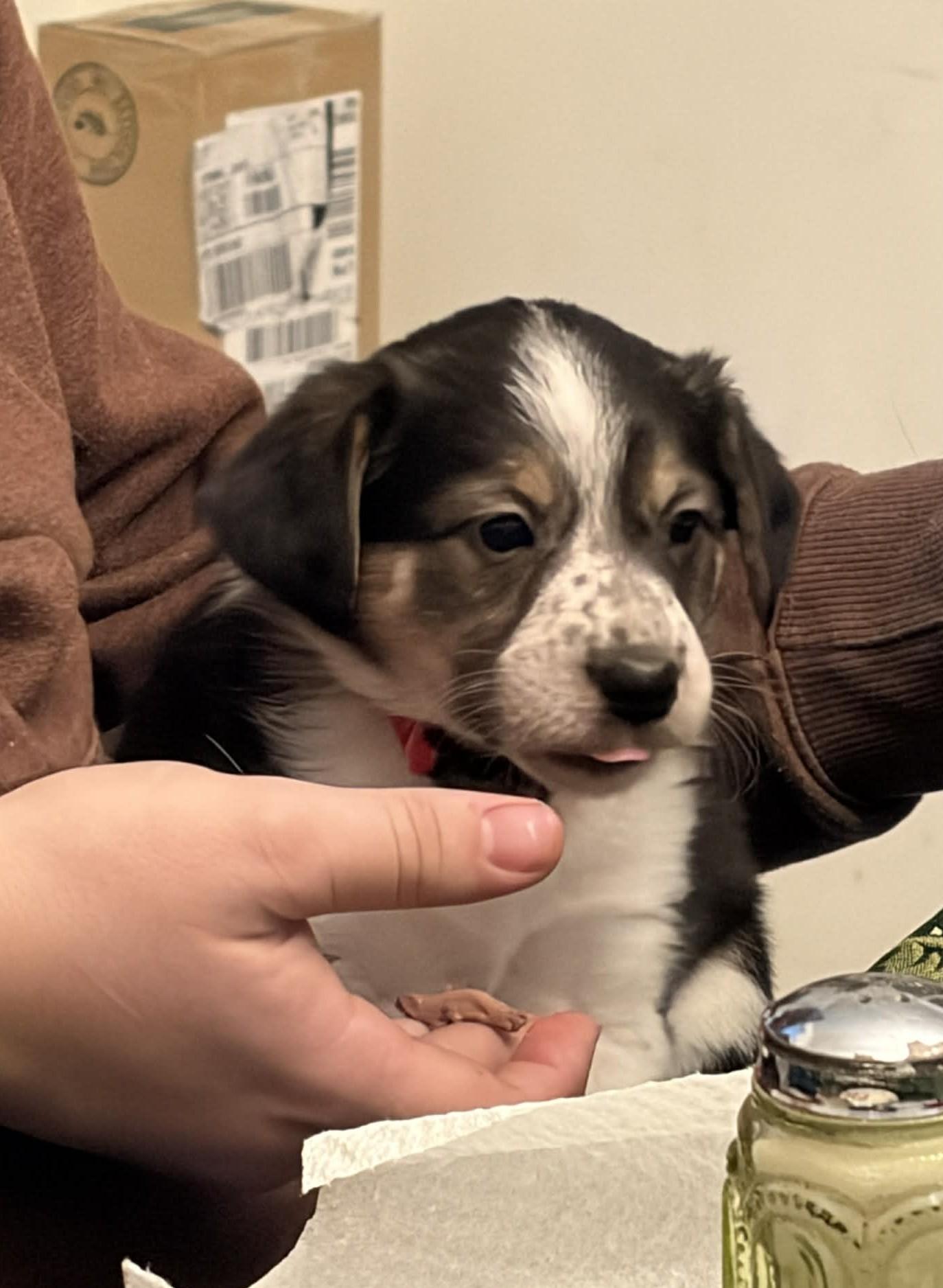 Victoria, ADOPTABLE, Puppy Female Border Collie & Australian Cattle Dog / Blue Heeler.