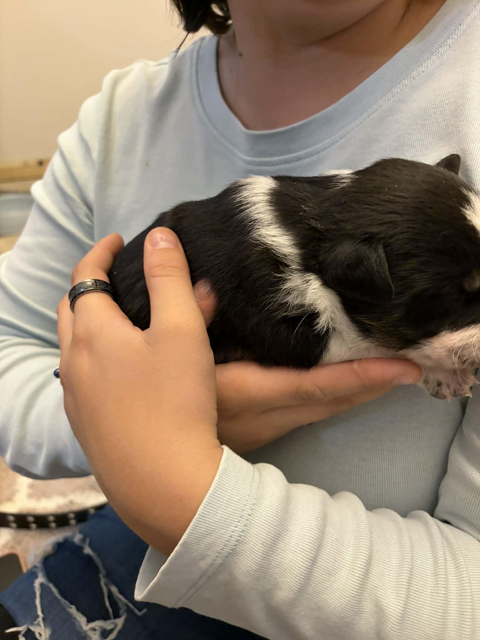 Enlarge Victoria, a ADOPTABLE mixed breed in Seymour, IN image 2/4