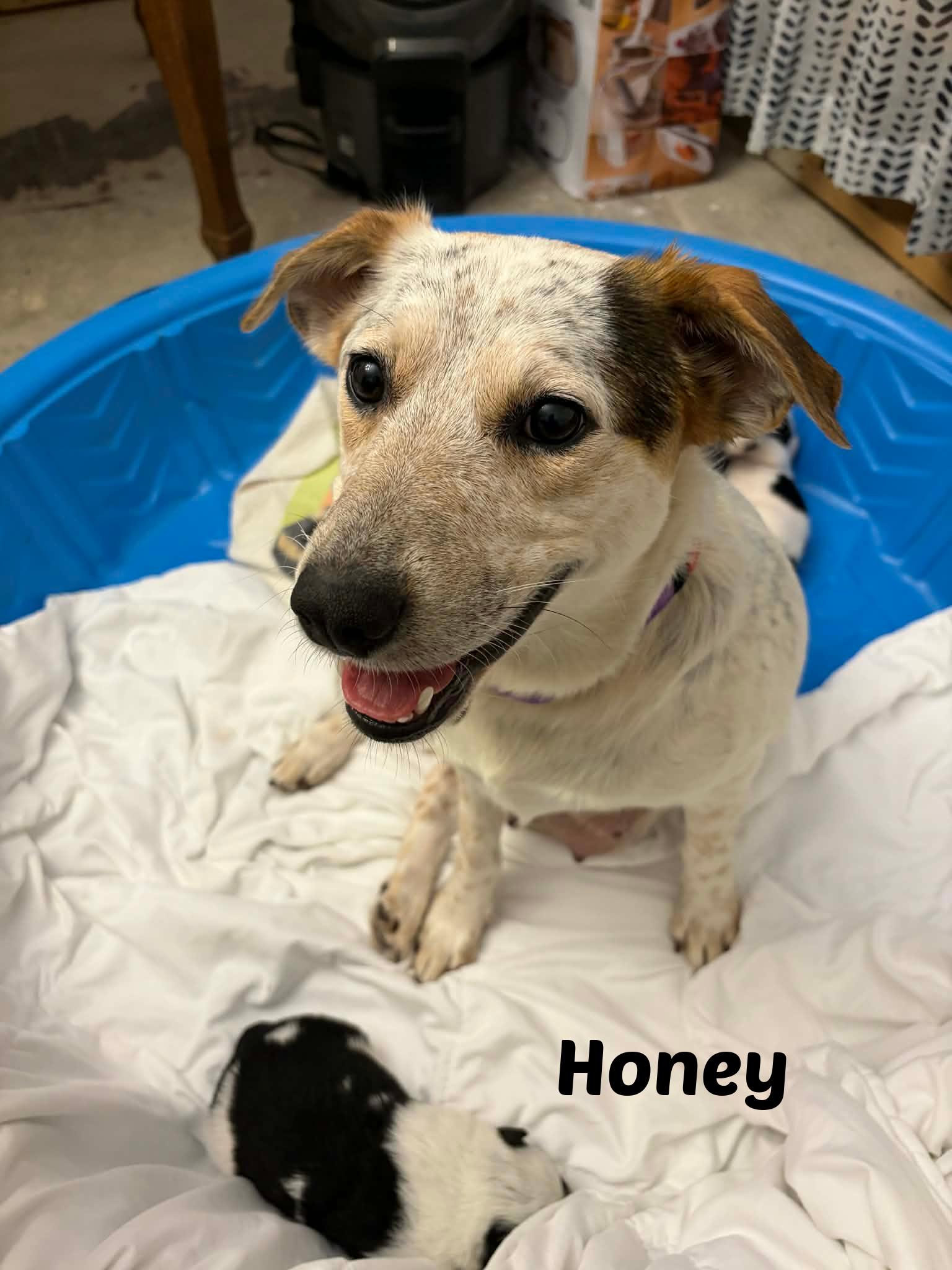 Enlarge Victoria, a ADOPTABLE mixed breed in Seymour, IN image 3/4