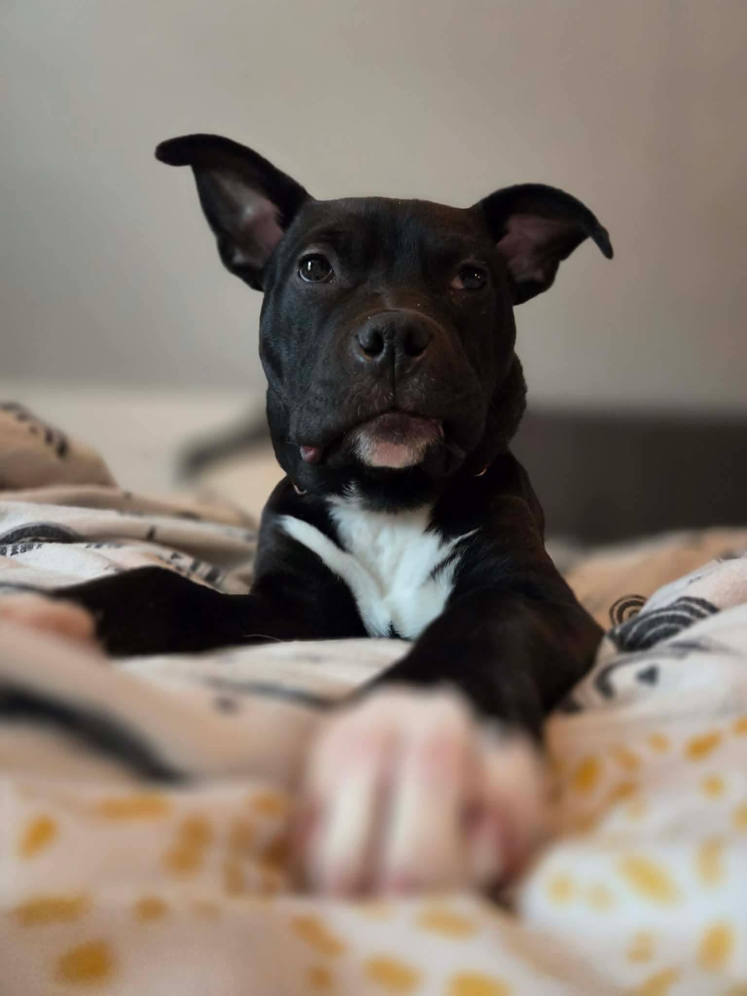 Snoop, Adoptable, Young Male Cane Corso & American Bulldog.