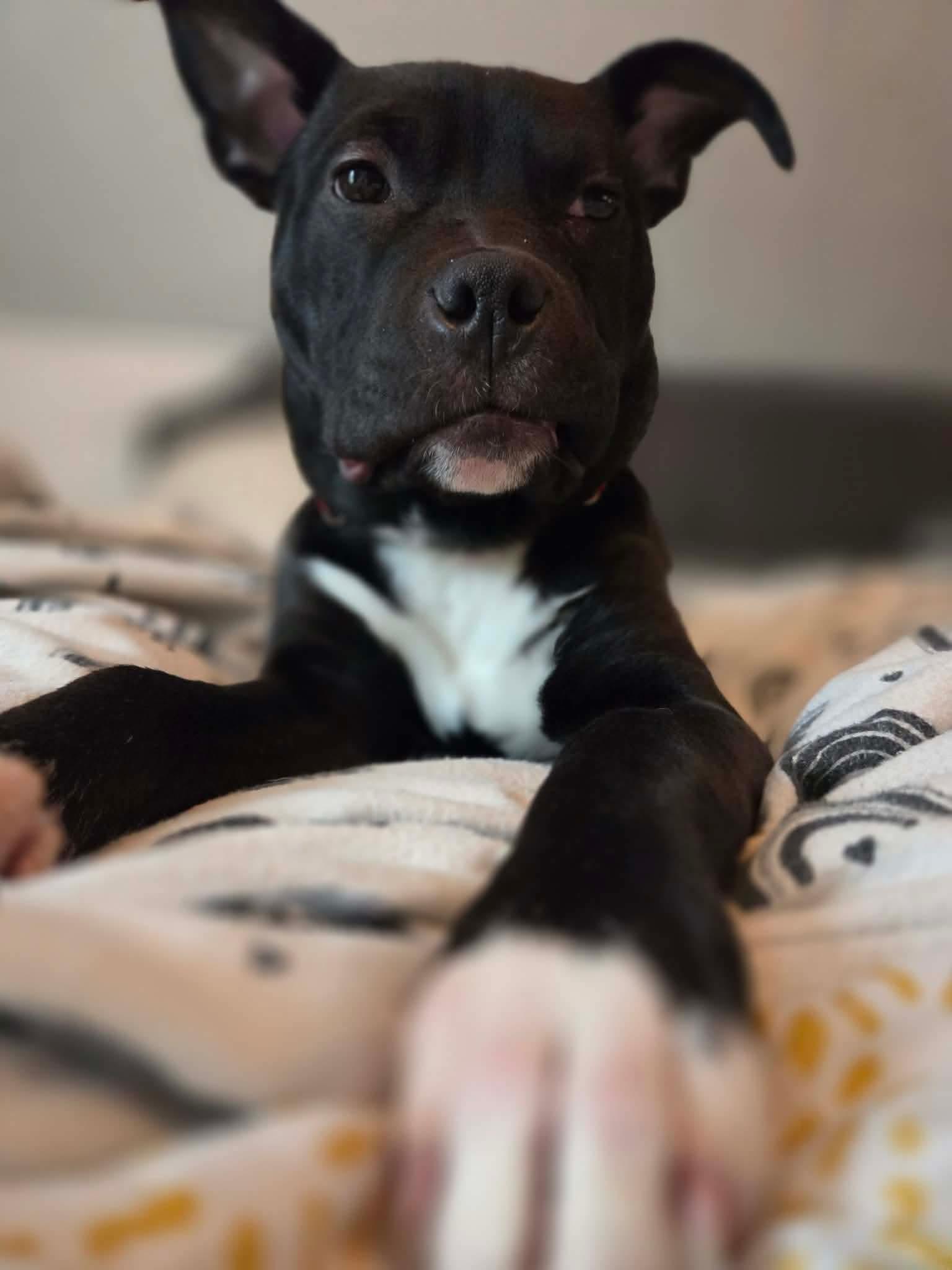 Enlarge Snoop, a Adoptable mixed breed in Hawkestone, ON image 2/3