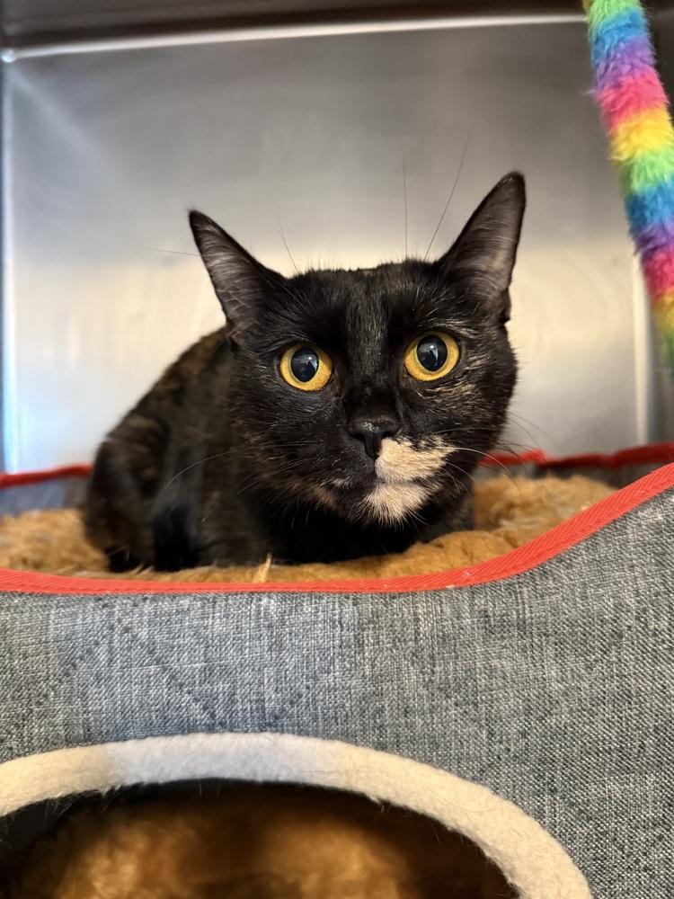 Rye2, Adoptable, Adult Female Domestic Short Hair & Domestic Short Hair.