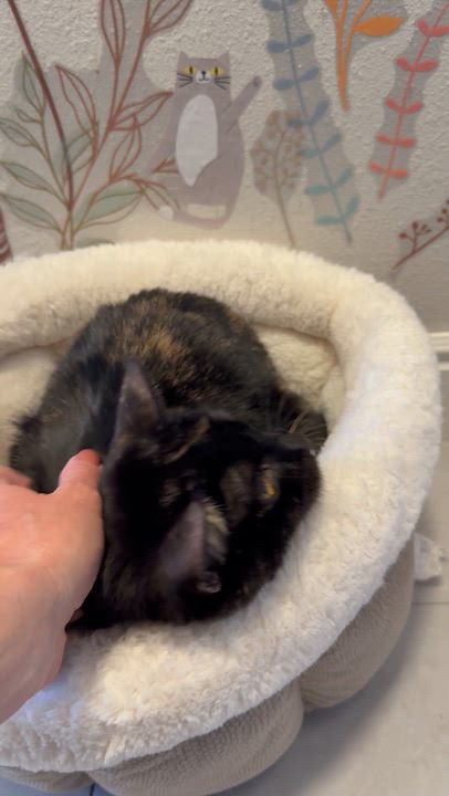 Enlarge Rye2, a Adoptable mixed breed in Littleton, CO video 5/6