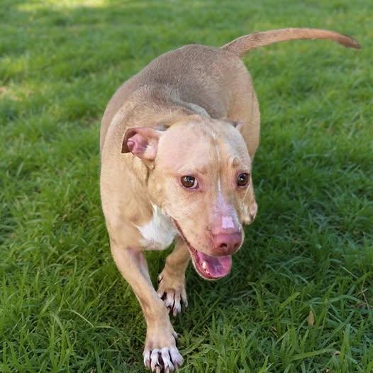 Scooby Doo, Adoptable, Young Male Dachshund & American Staffordshire Terrier.