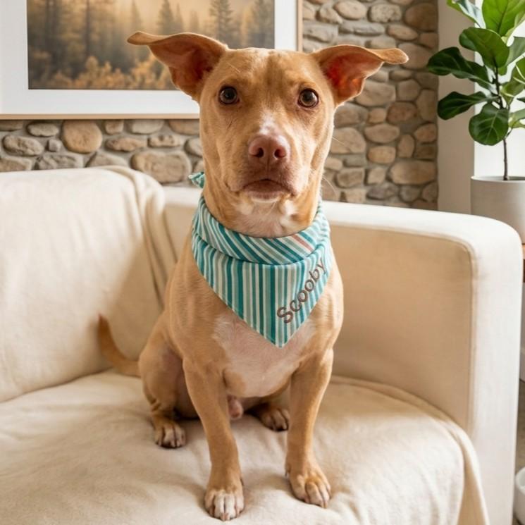 Scooby, a Adoptable mixed breed in Eustis, FL image 1/3