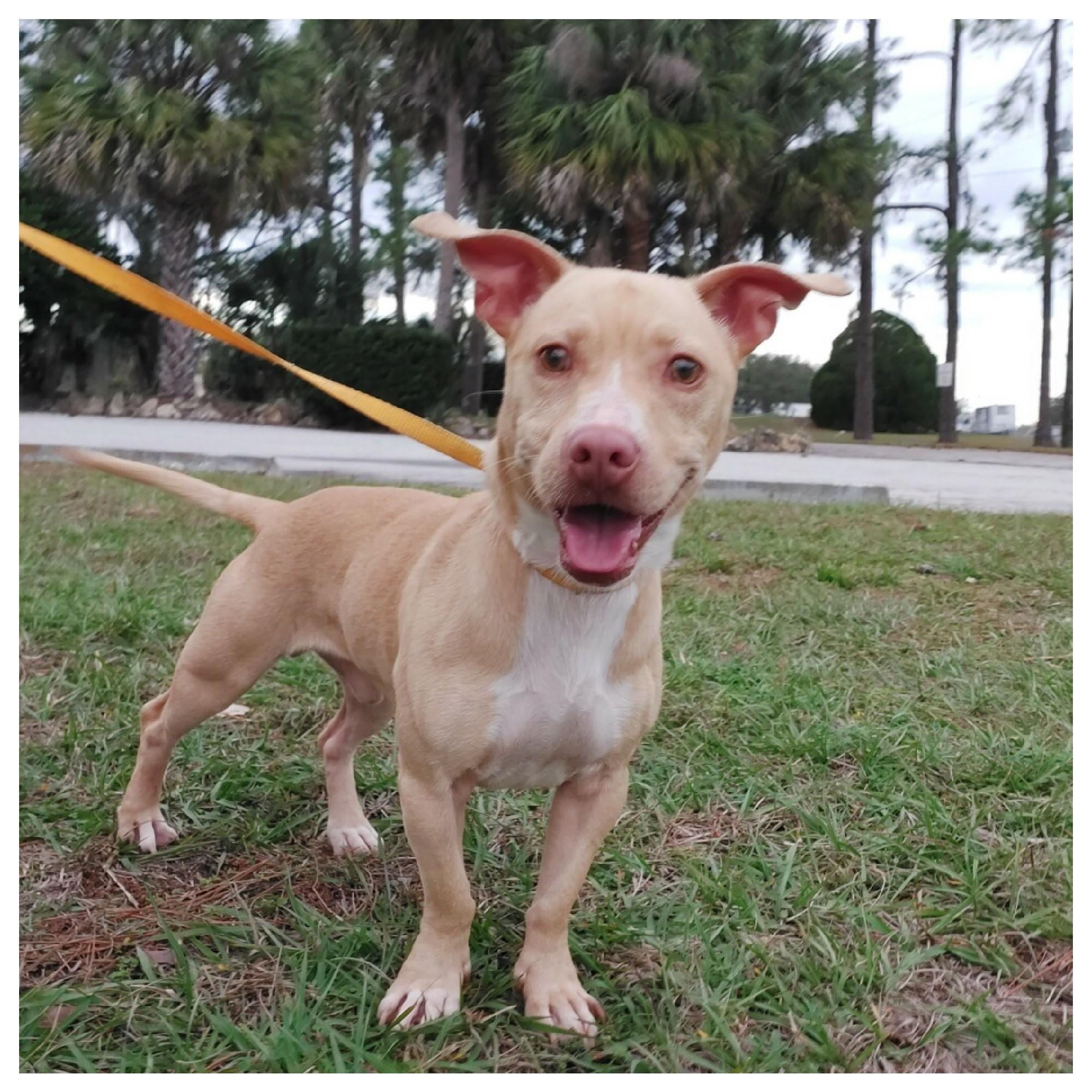 Scooby Doo, Adoptable, Young Male Dachshund & Bull Terrier.