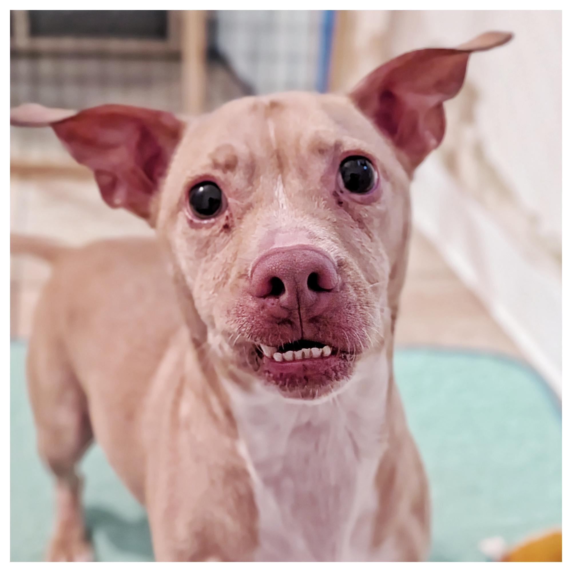 Scooby Doo, a Adoptable mixed breed in Eustis, FL image 3/3