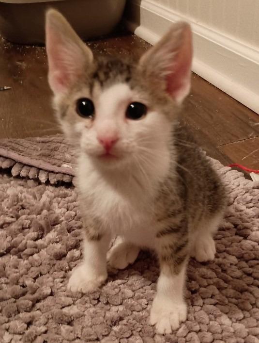 Hulu26, Adoptable, Kitten Male Domestic Short Hair.