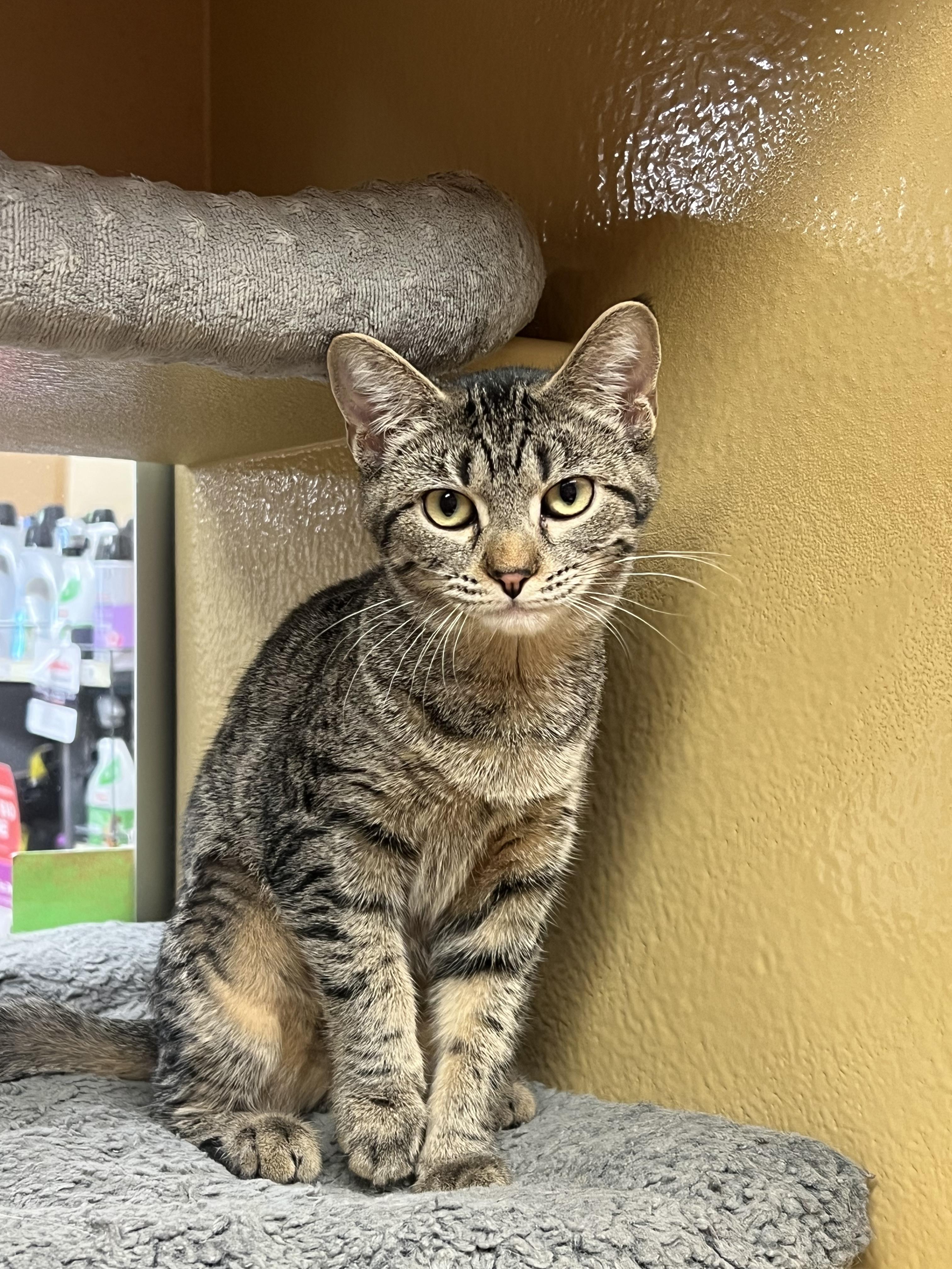 Enlarge Willow, a Adoptable mixed breed in Port Jefferson Station, NY image 1/1