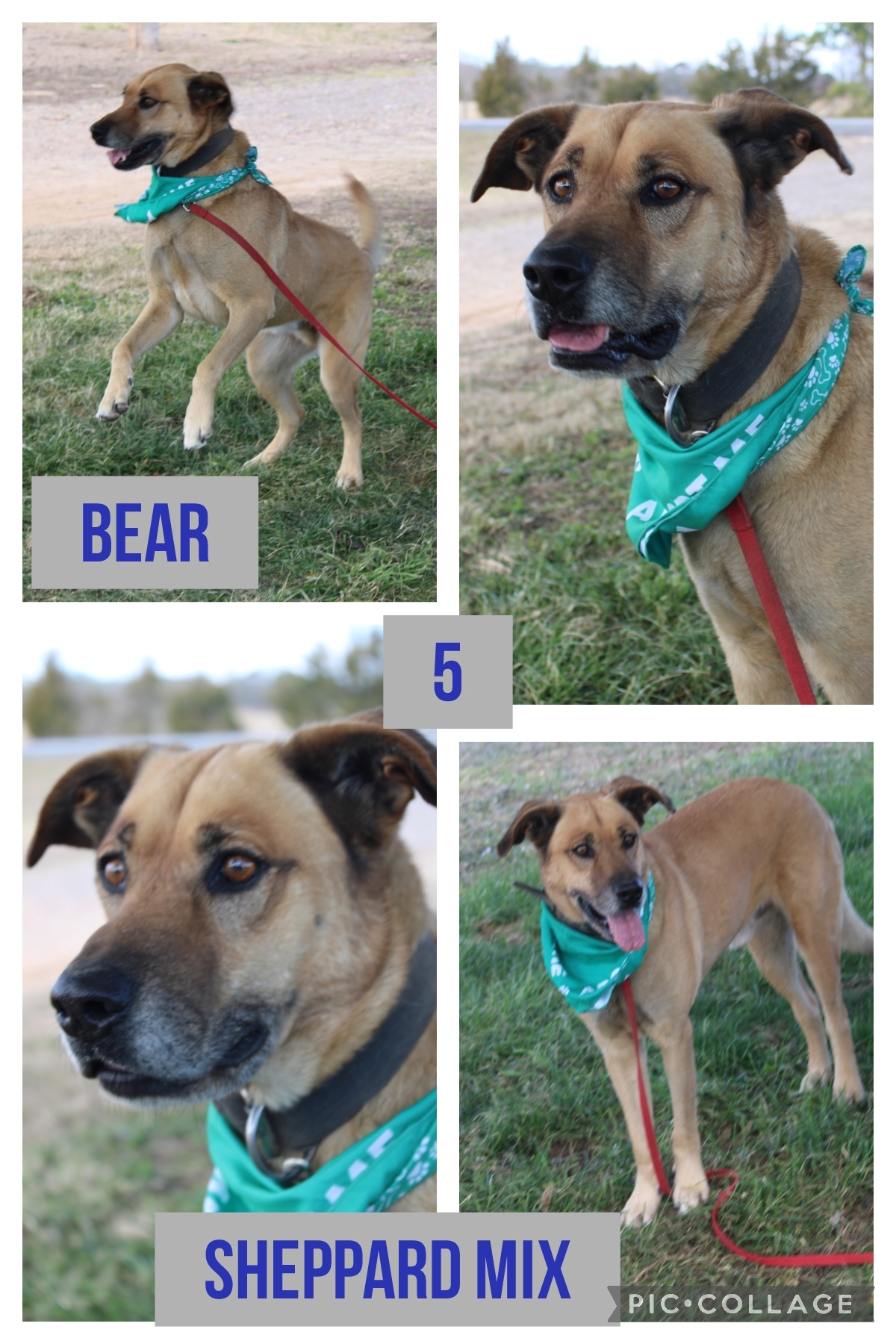 Bear, Adopted, Adult Male Shepherd & Mixed Breed.