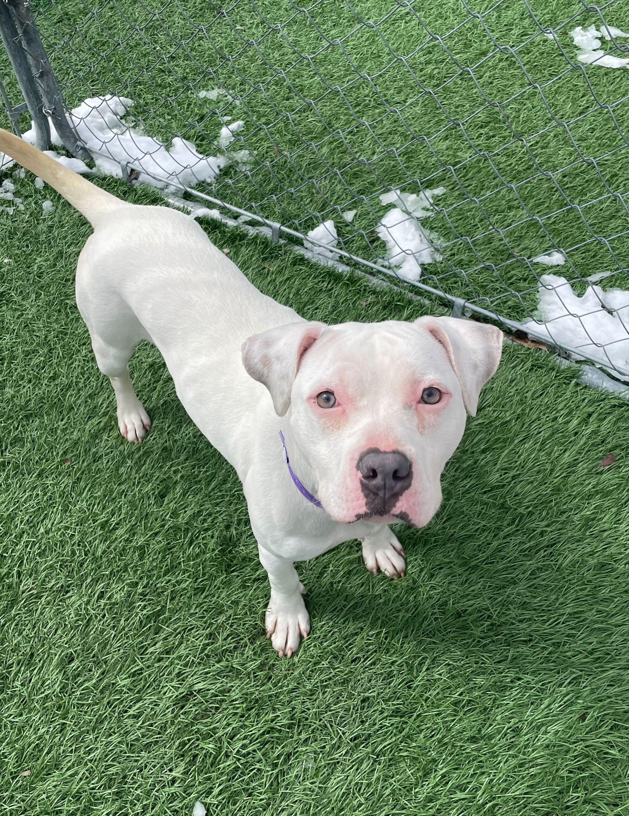 Enlarge Gypsy *HERE IN NH*, an adopted Mixed Breed in Northwood, NH image 2/5