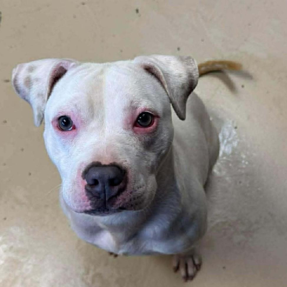 Enlarge Gypsy *HERE IN NH*, an adopted Mixed Breed in Northwood, NH image 4/5