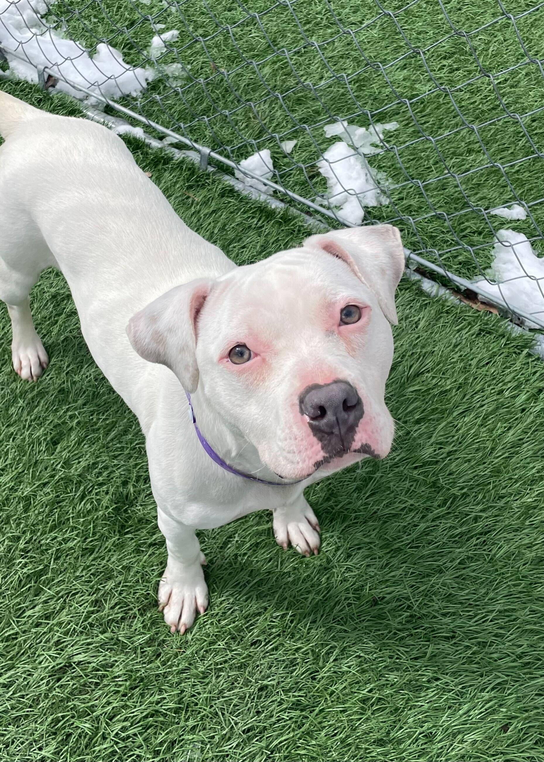 Enlarge Gypsy *HERE IN NH*, an adopted Mixed Breed in Northwood, NH image 1/5