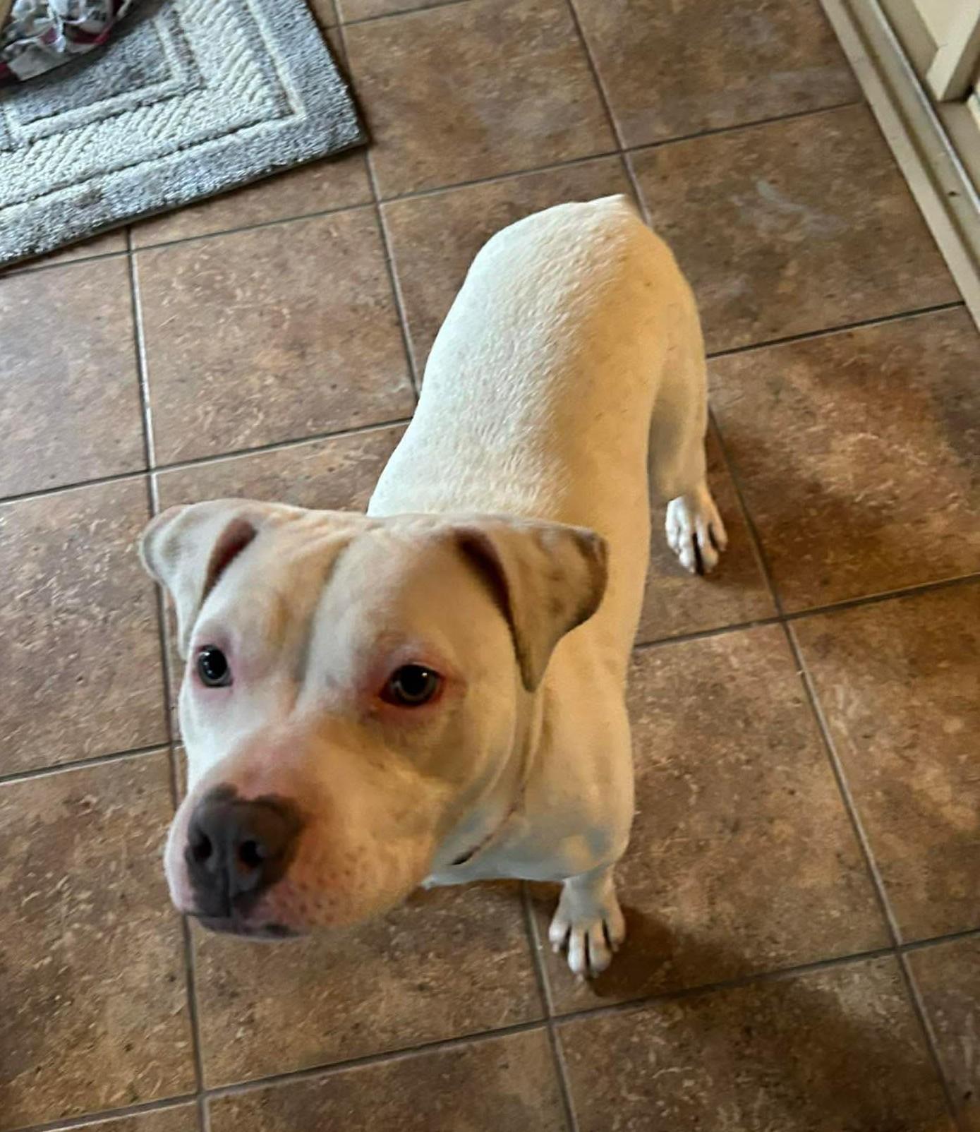 Gypsy, a ADOPTABLE Mixed Breed in Northwood, NH image 4/5