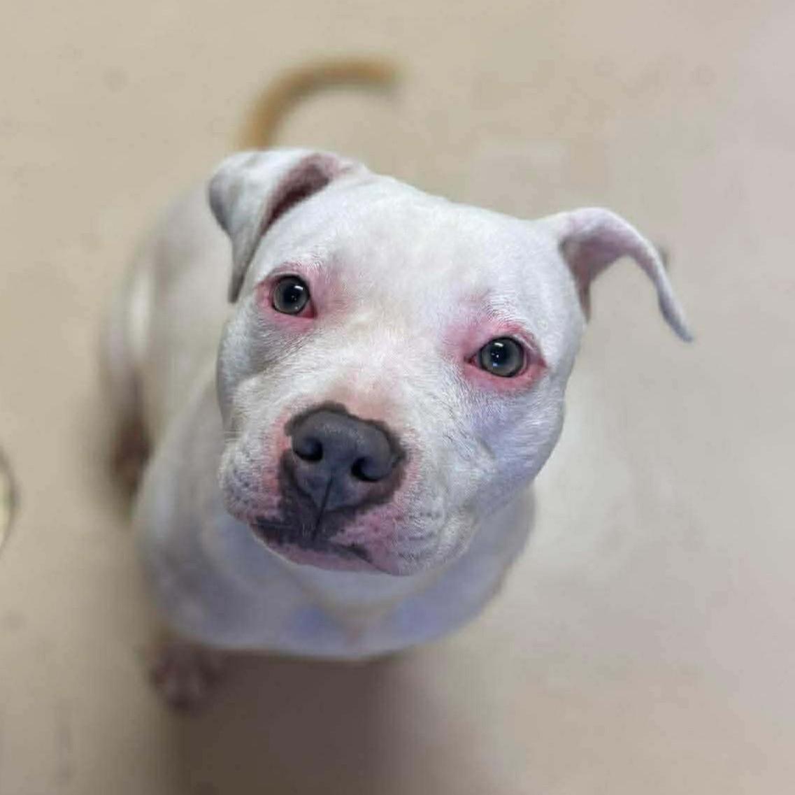 Gypsy, a ADOPTABLE Mixed Breed in Northwood, NH image 5/5