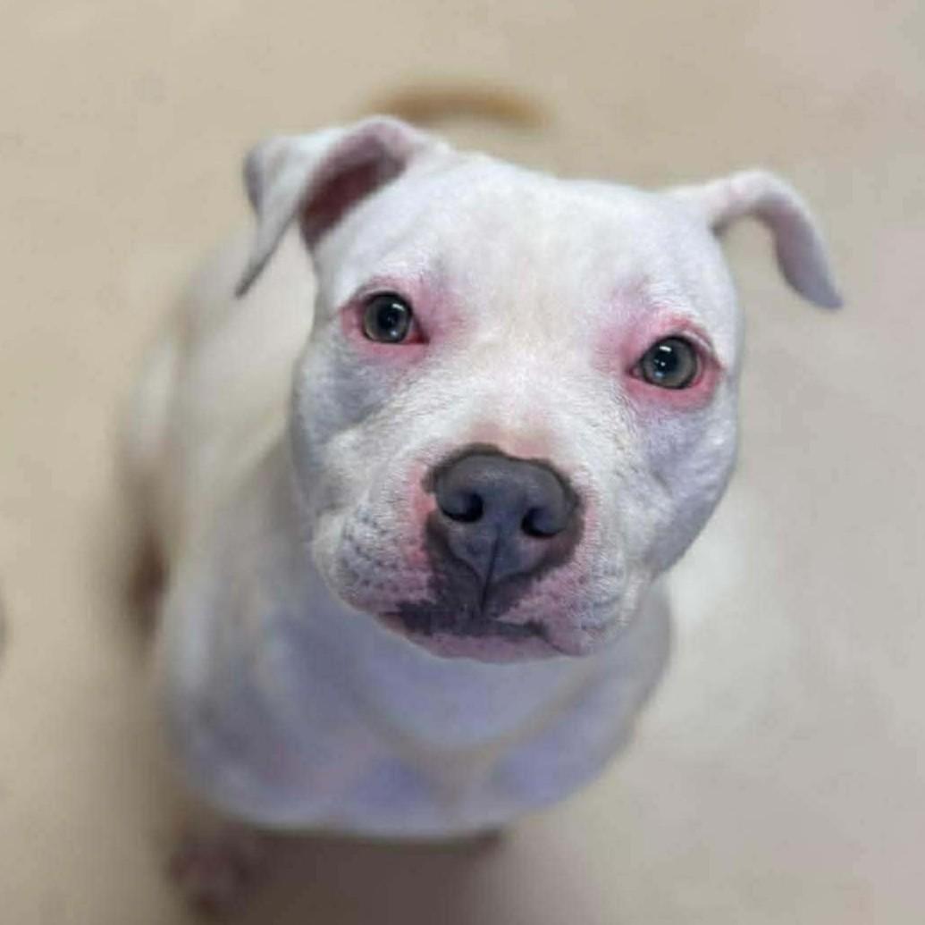 Gypsy, ADOPTABLE, Young Female Mixed Breed.