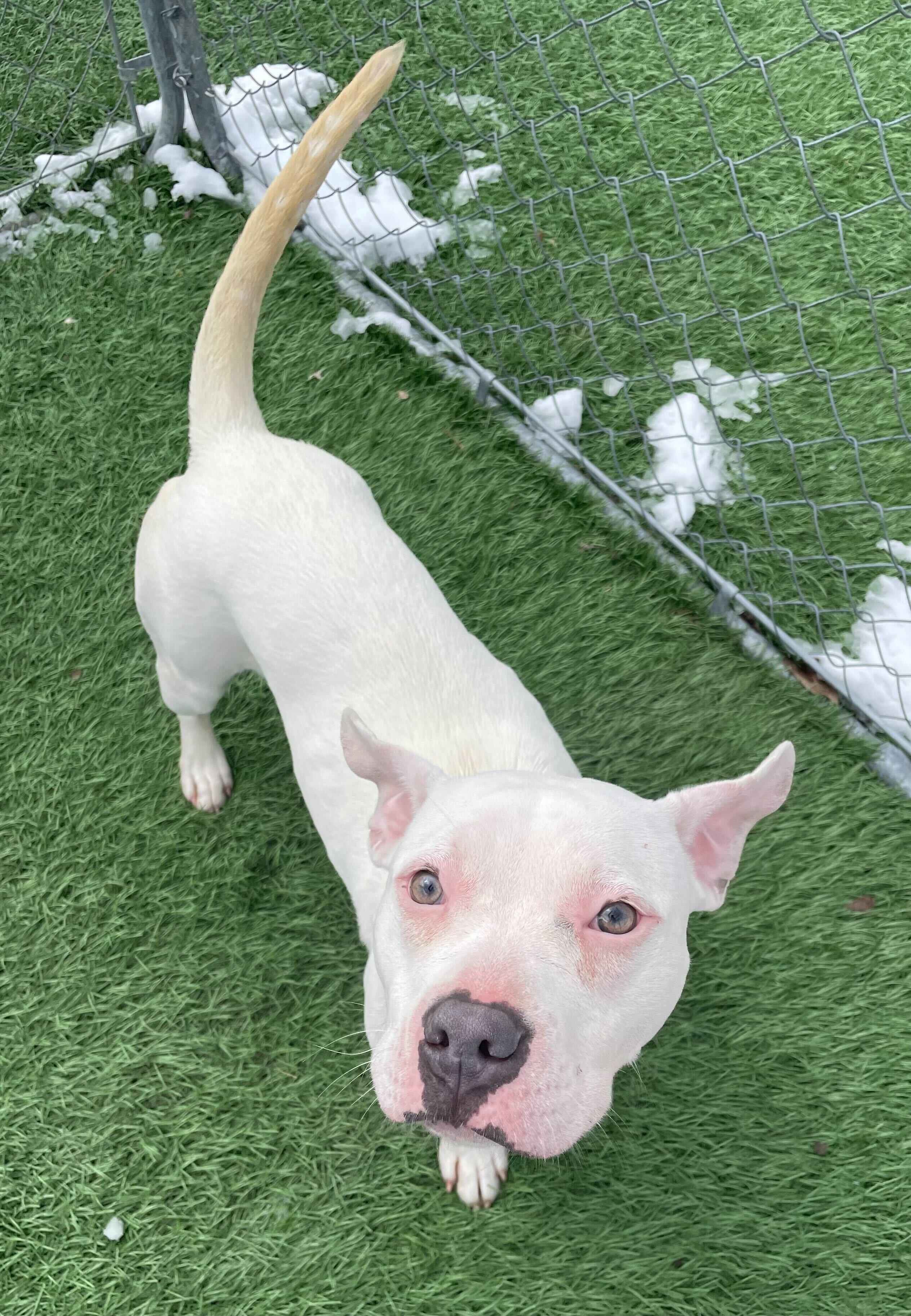 Enlarge Gypsy *HERE IN NH*, an adopted Mixed Breed in Northwood, NH image 3/5