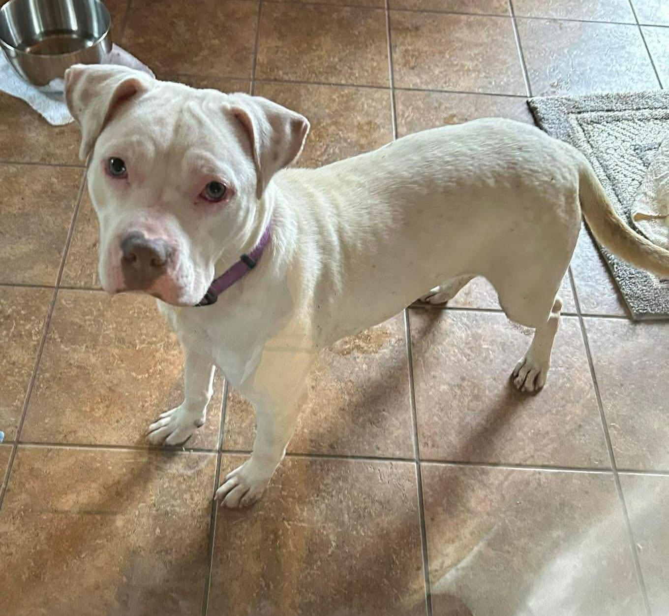 Gypsy, a ADOPTABLE Mixed Breed in Northwood, NH image 2/5