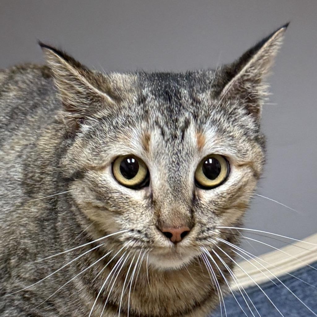 Maomao, Adoptable, Young Female Domestic Short Hair.