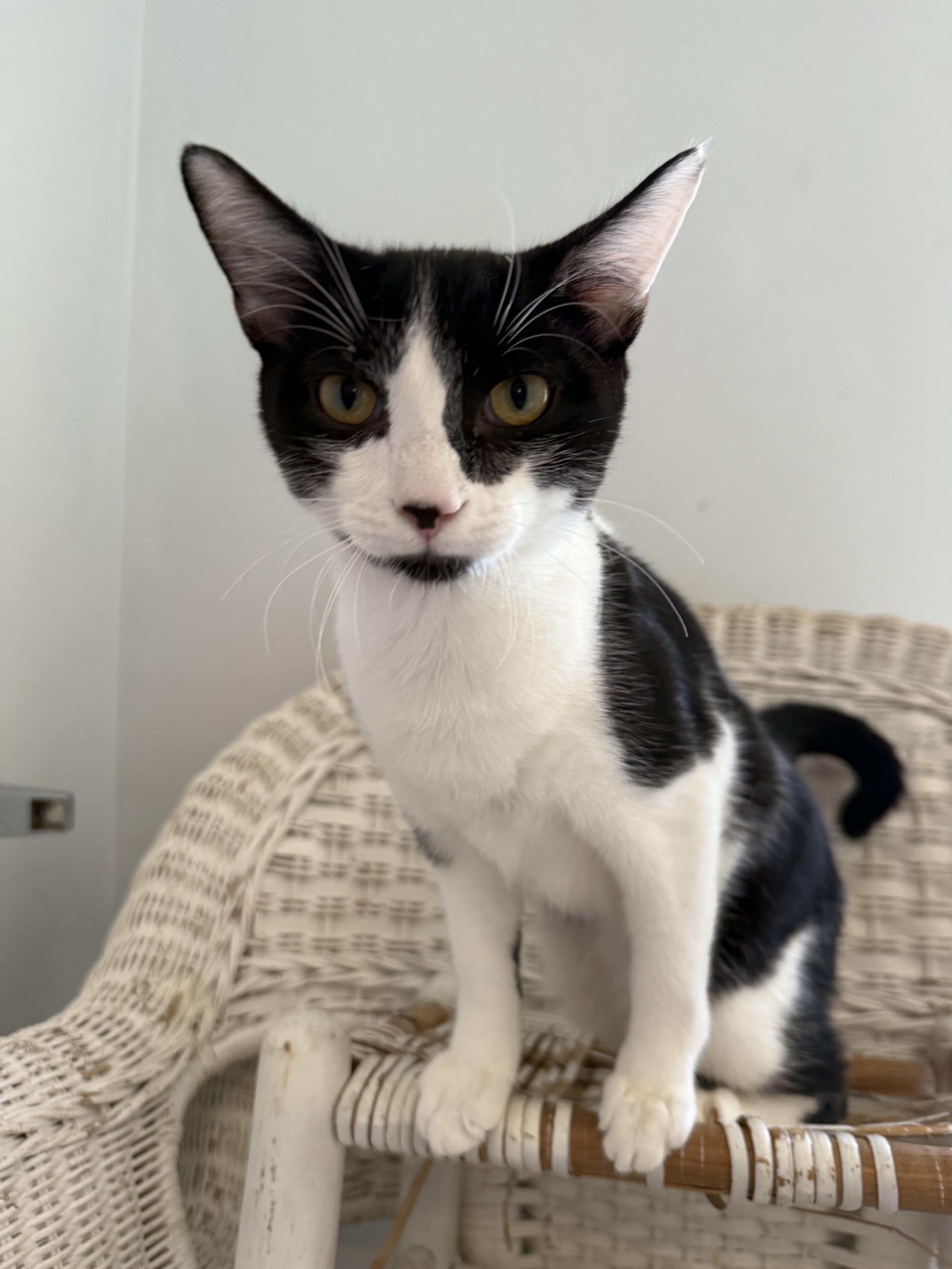 Enlarge Ramano, a Adoptable Domestic Short Hair in Pittsboro, NC image 2/2