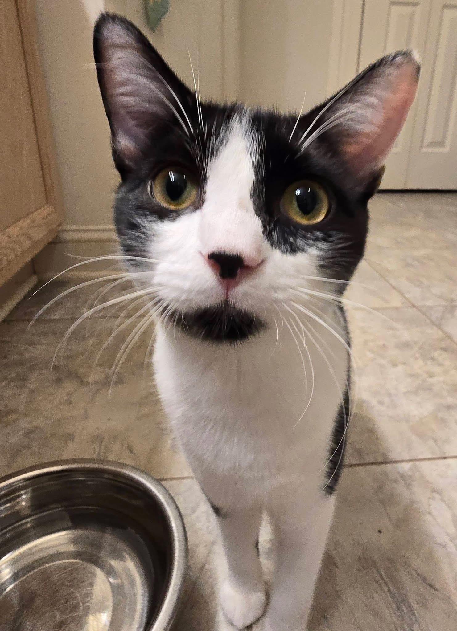 Enlarge Ramano, a Adoptable Domestic Short Hair in Pittsboro, NC image 1/2