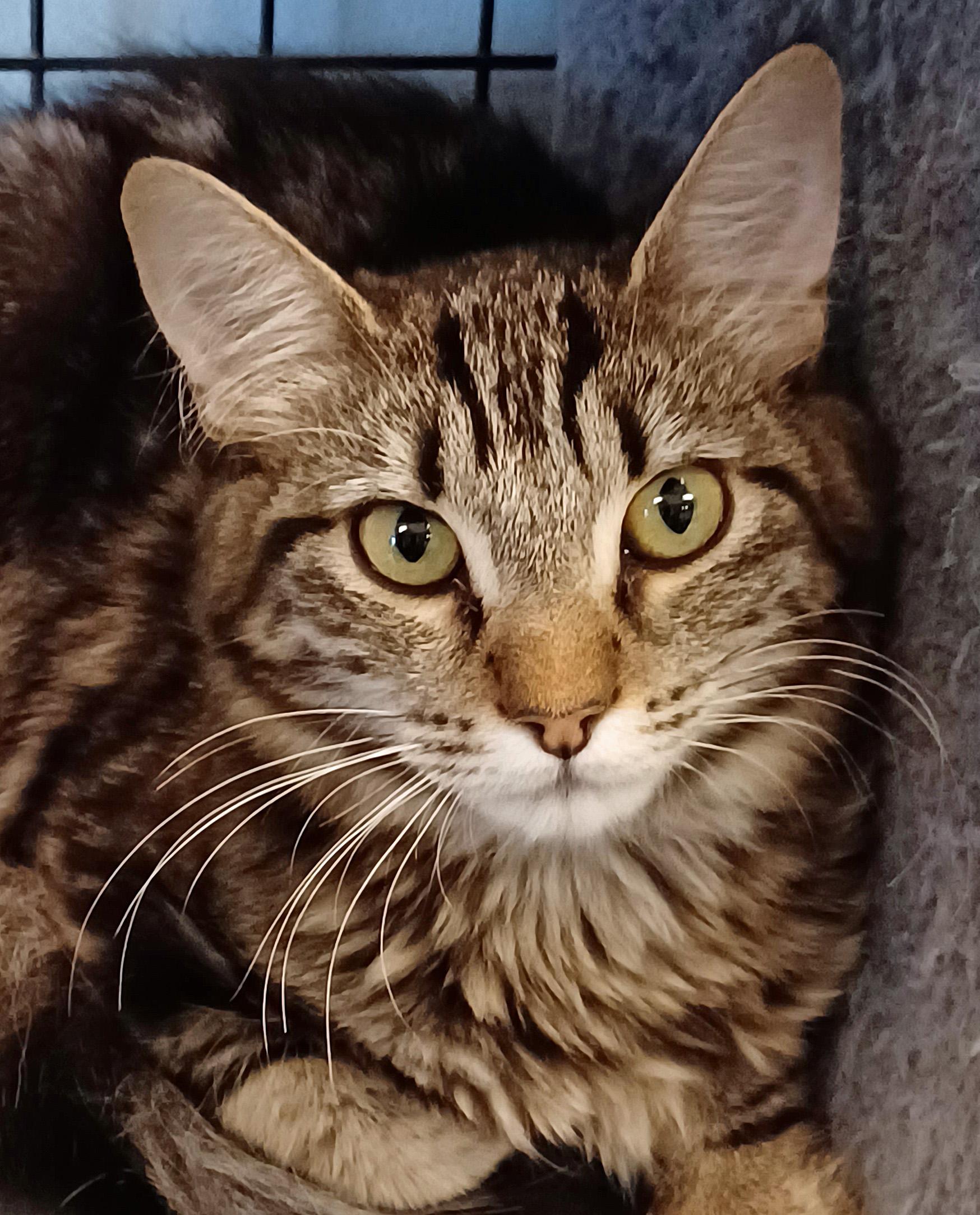 Sativa & Stormie - bonded pair, Adoptable, Adult Male Tabby.