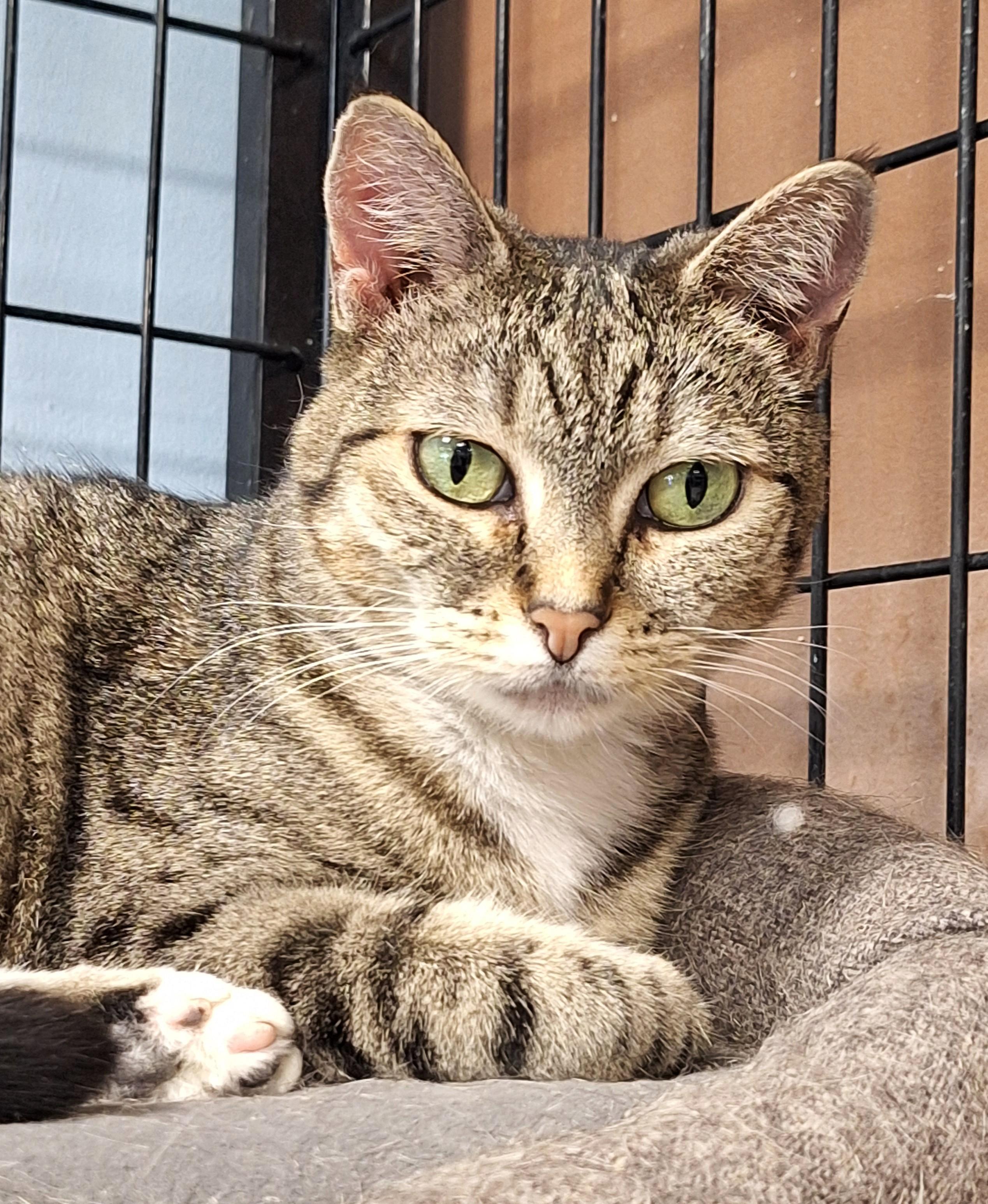 Sativa & Stormie - bonded pair, Adoptable, Adult Male Tabby.